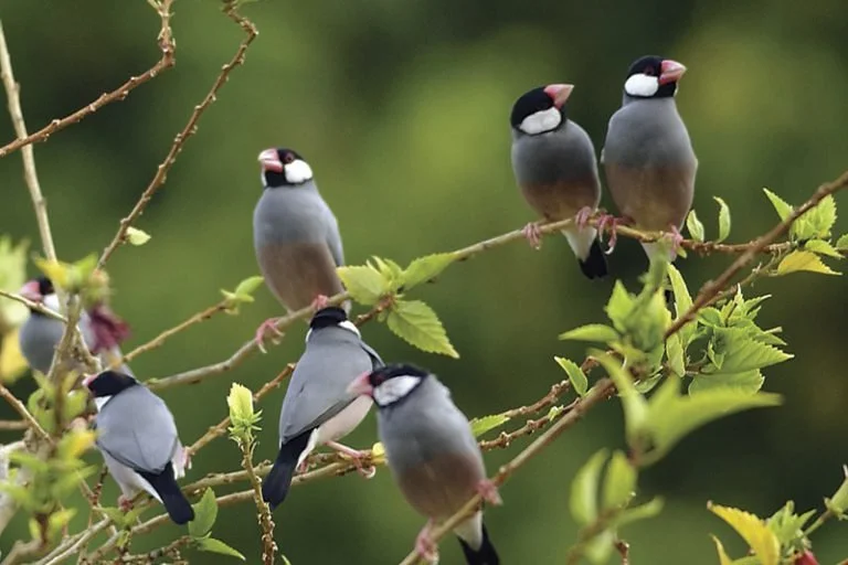 JAVA SPARROW