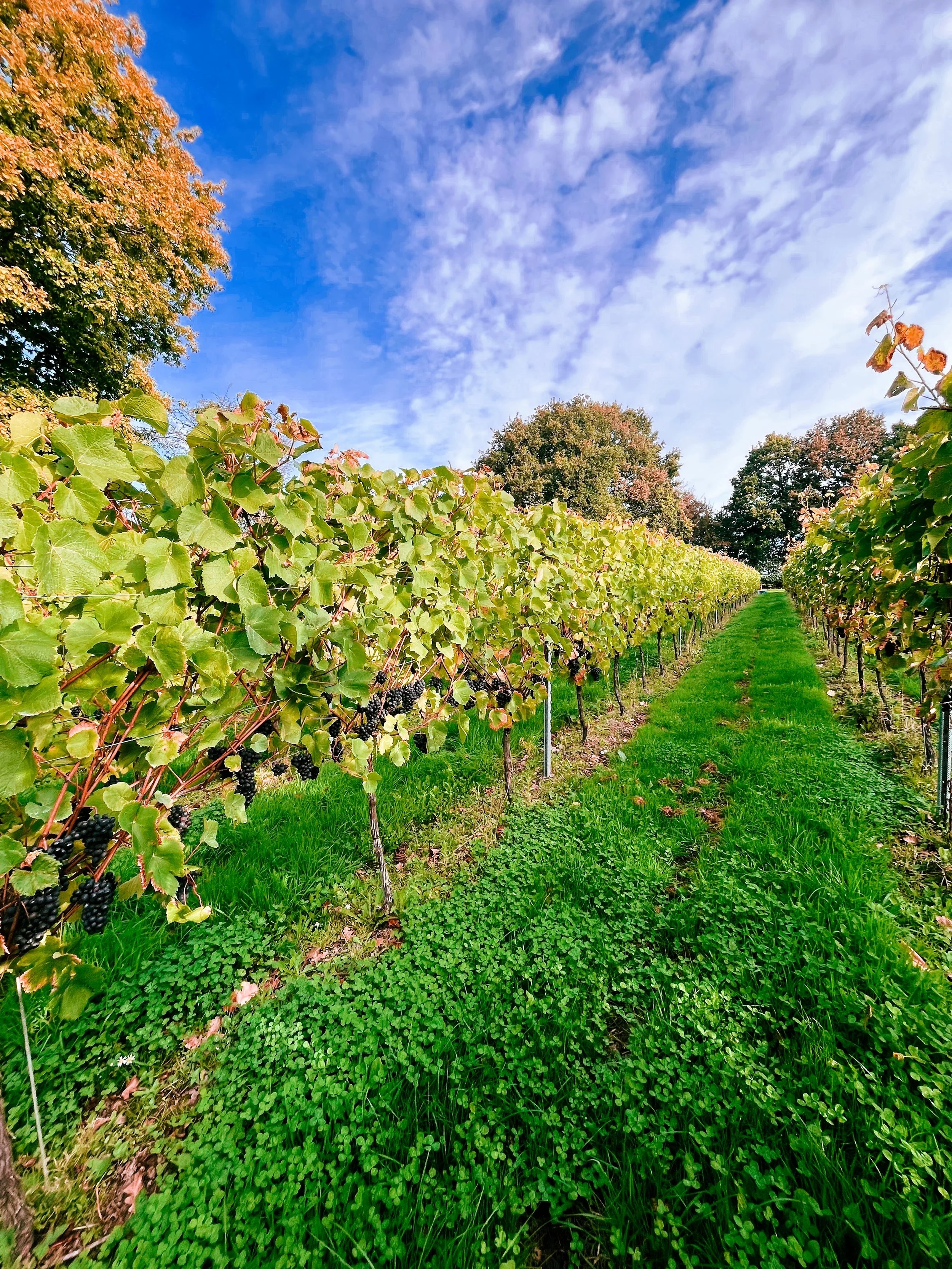 English Sparkling Wine from Sussex