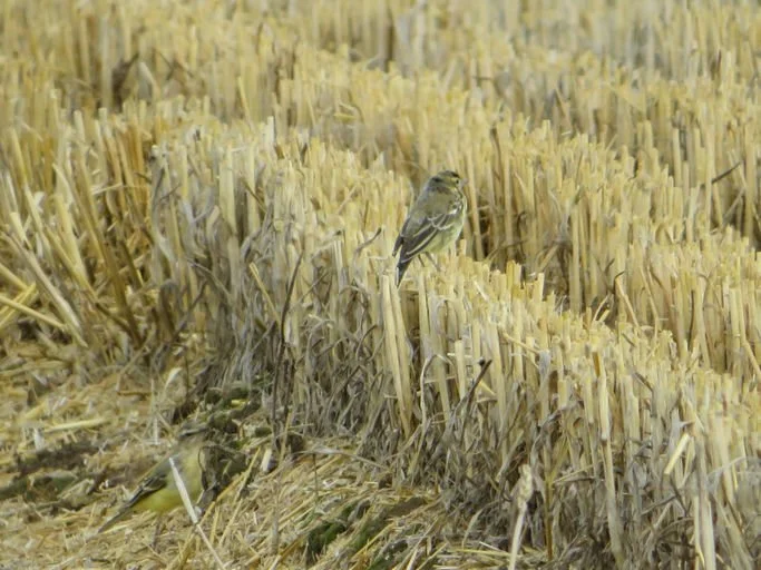 Farmland on Minster Marshes