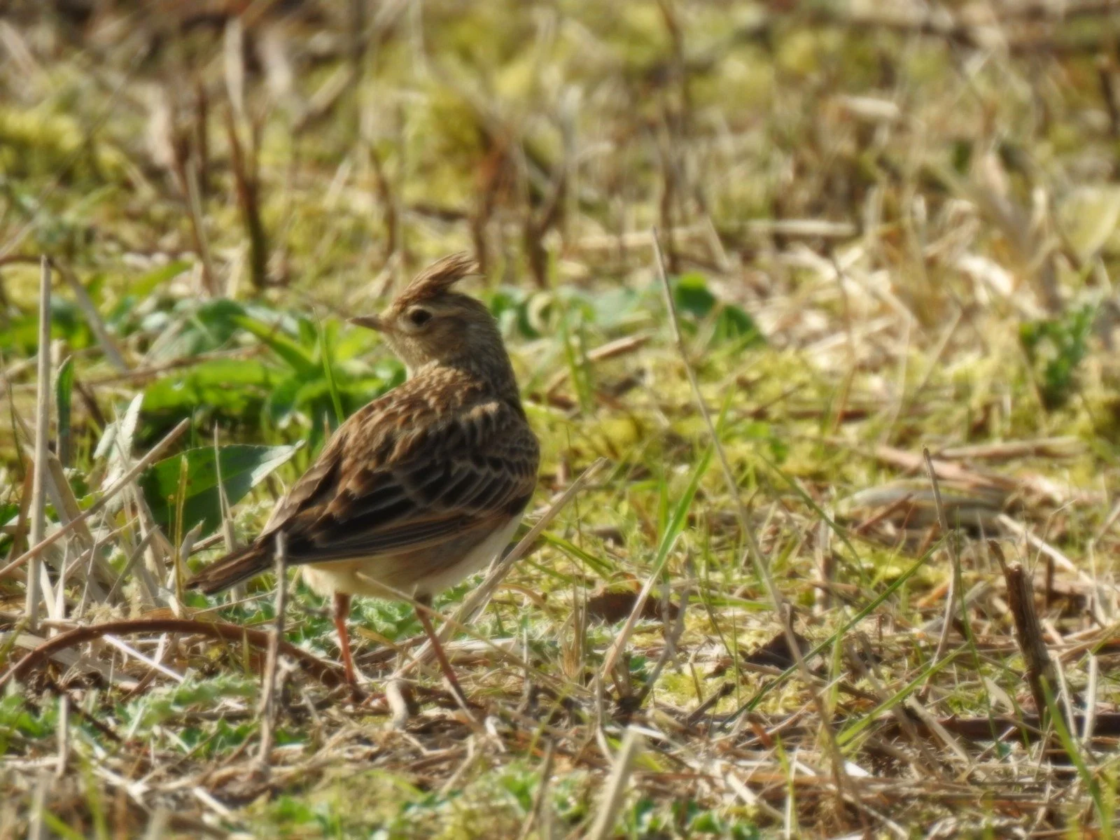 Minster Marshes wildlife