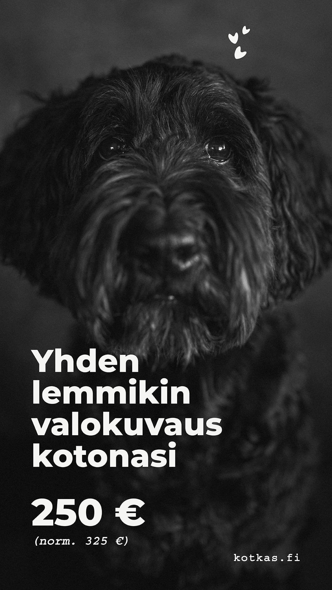 Ystävänpäivätarjous - yhden lemmikin valokuvaus kotonasi