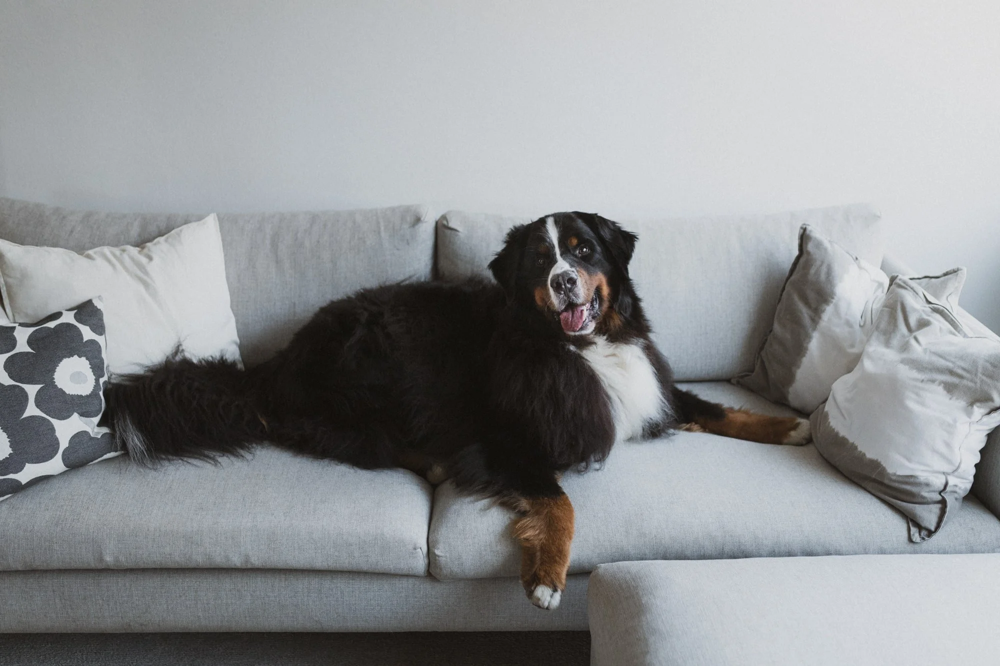 Berninpaimenkoira makaa harmaalla sohvalla ja seuraa katseellaan kameraa.