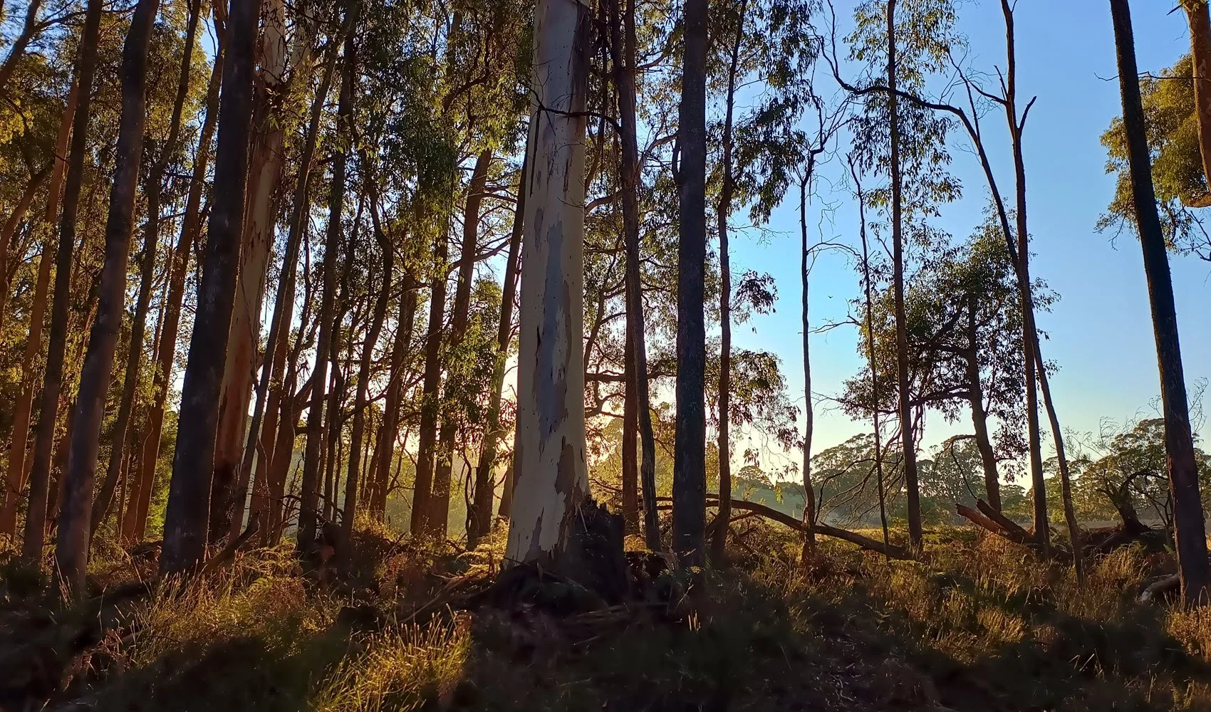 Savouring – practical nourishment for the soul: can savouring save our sanity?