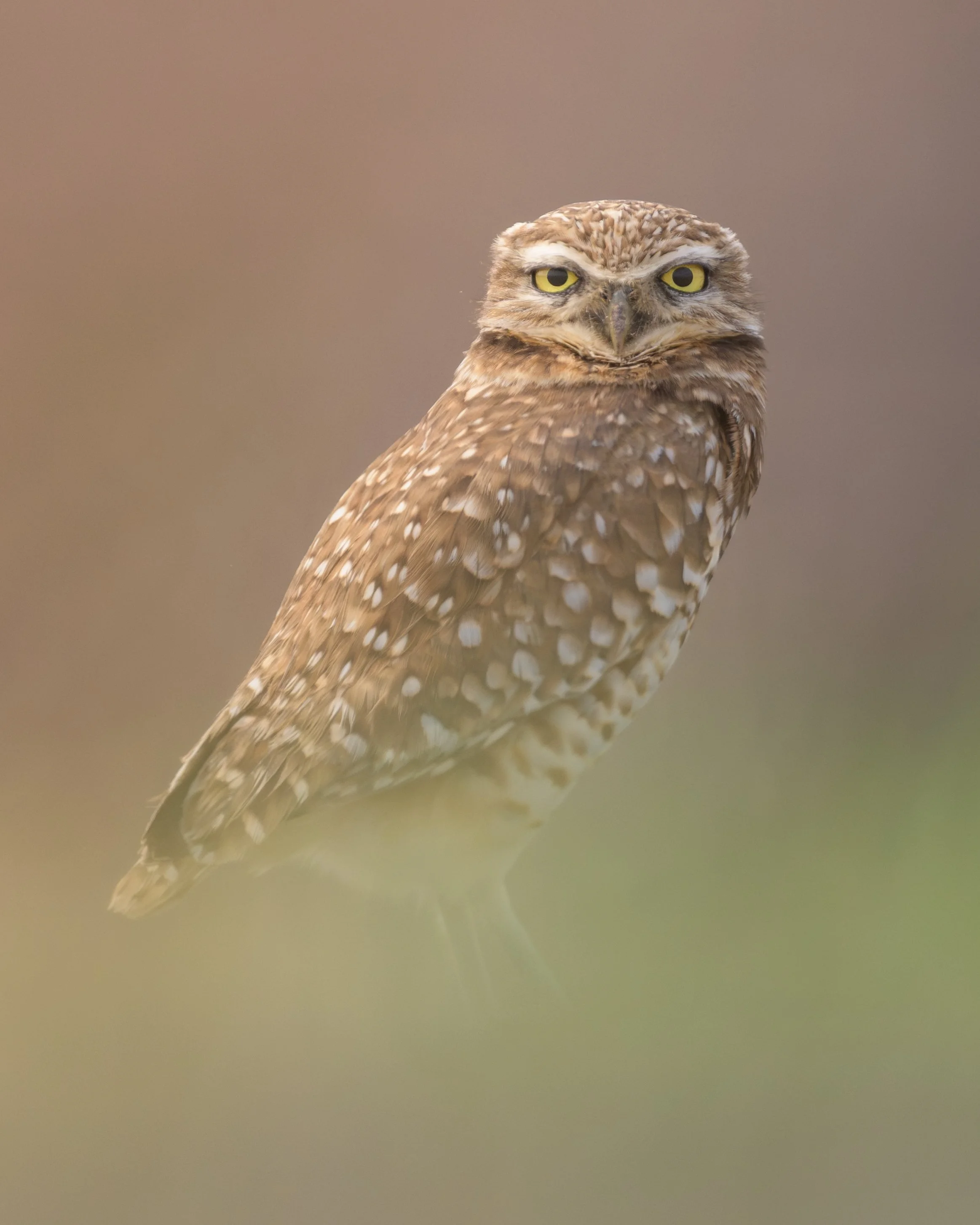 burrowingowl(fullres)01-09-26-11.jpg