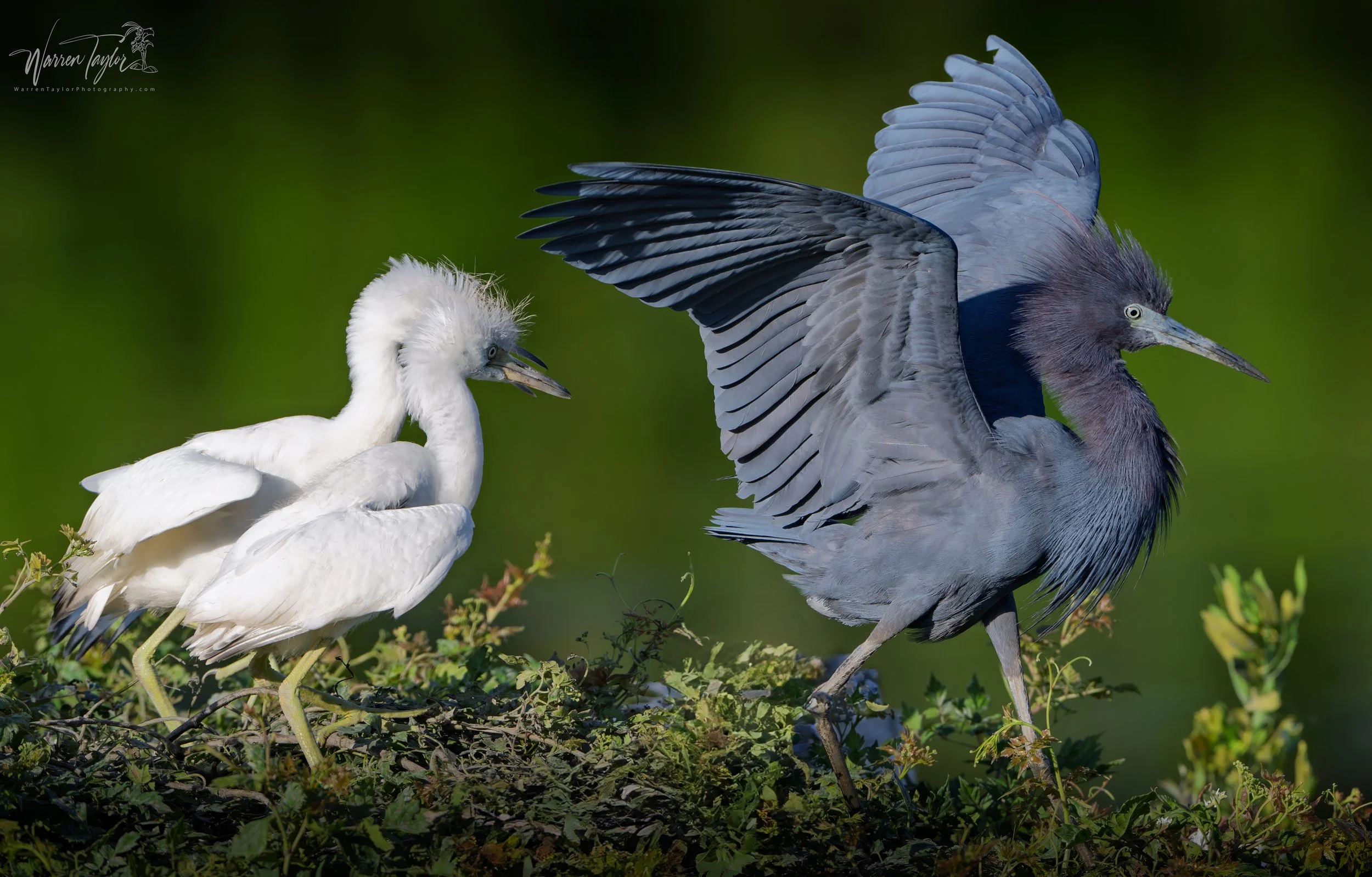 Herons