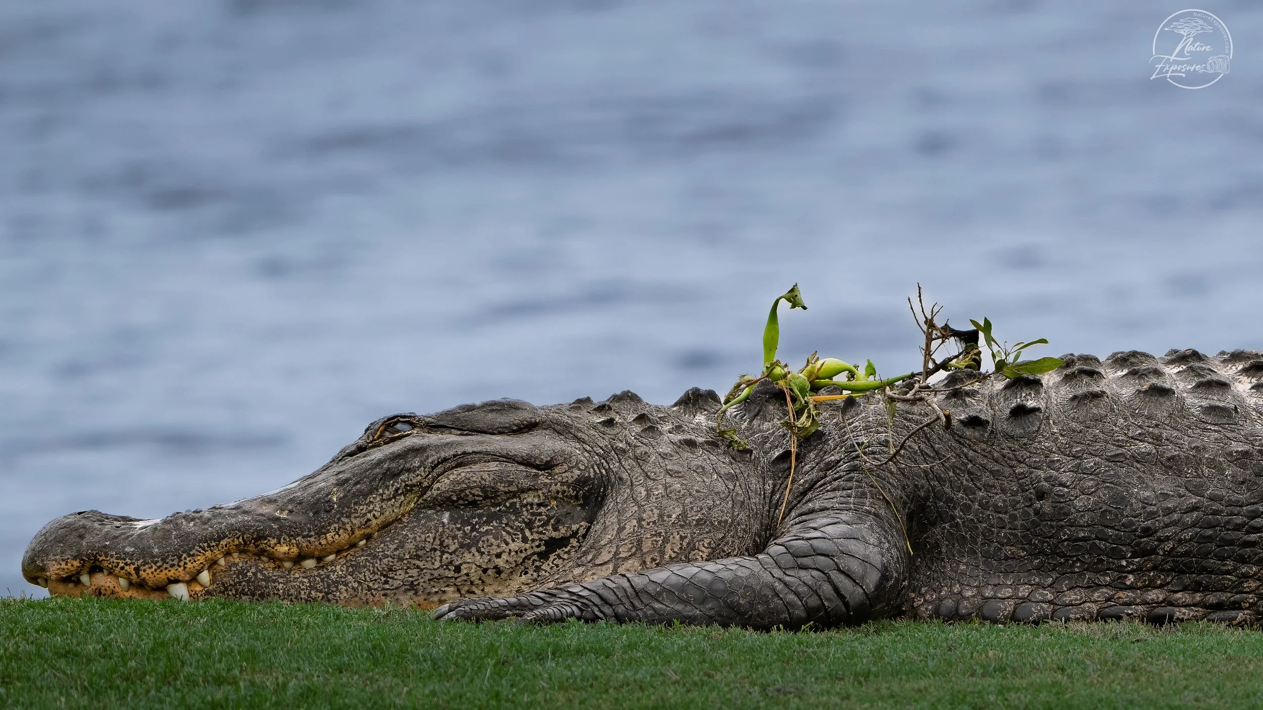 Alligator - Oyster Bay GC, NC
