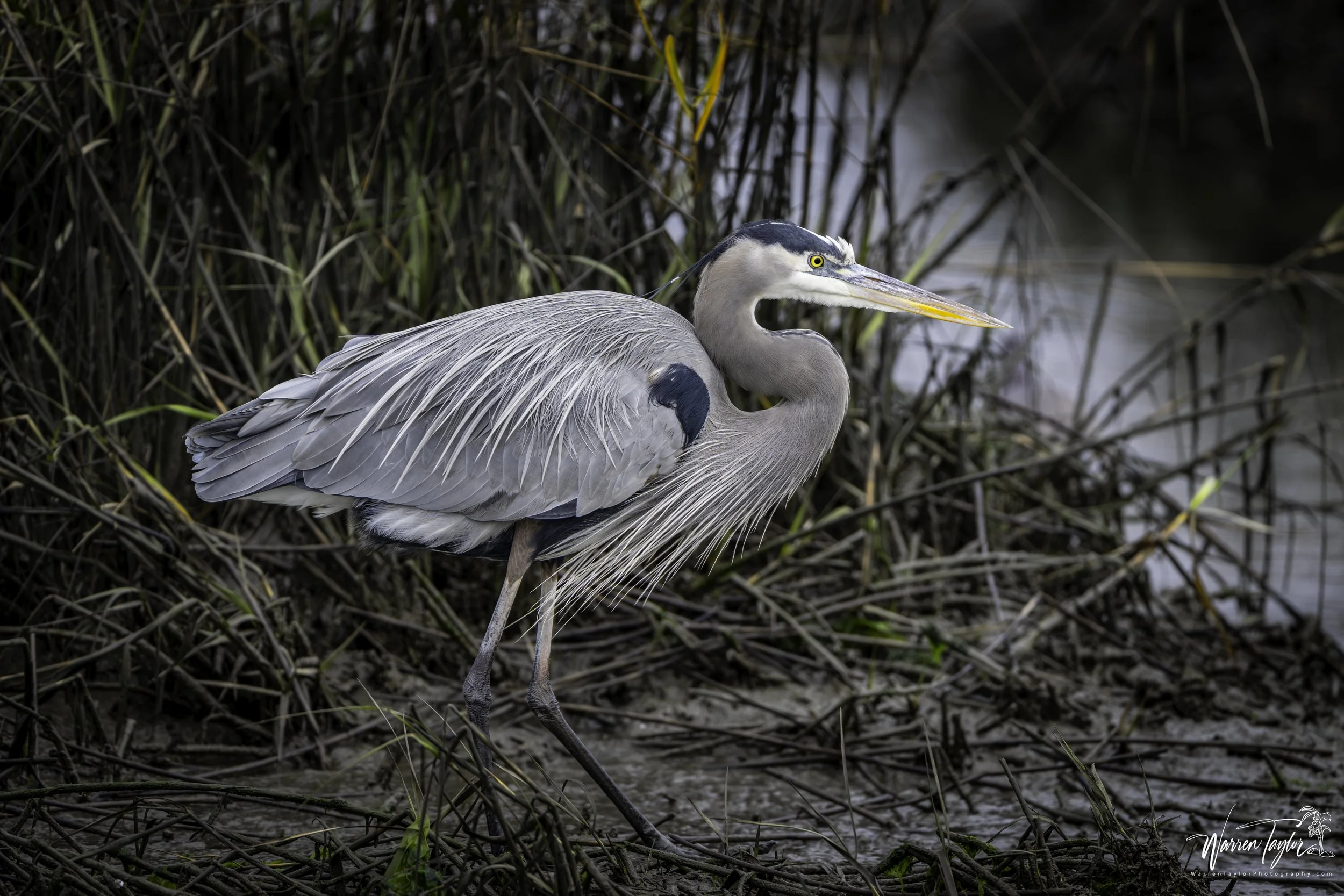 Great blue heron 11.jpg
