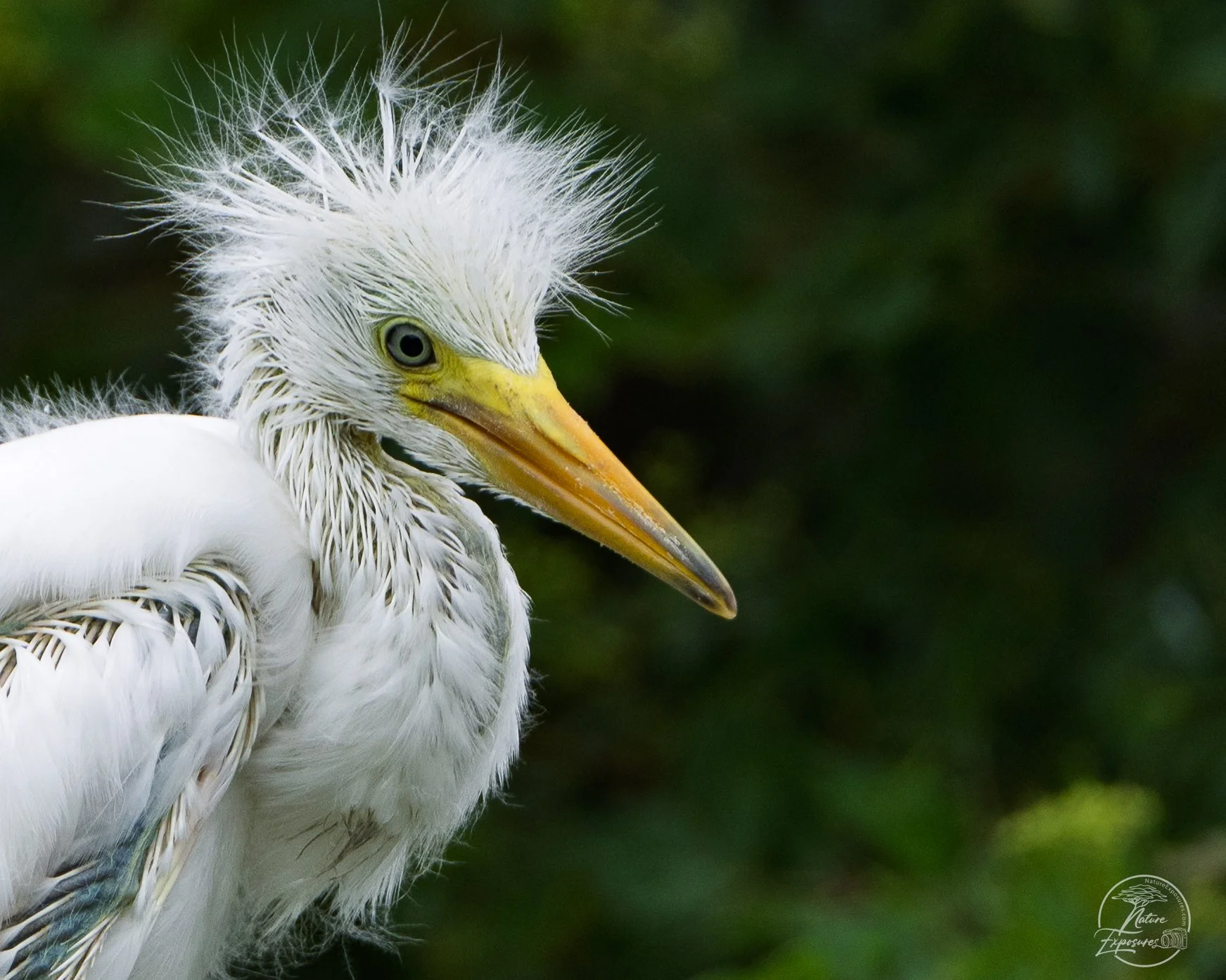 Egret Chick - HBSP Murrells Inlet, SC