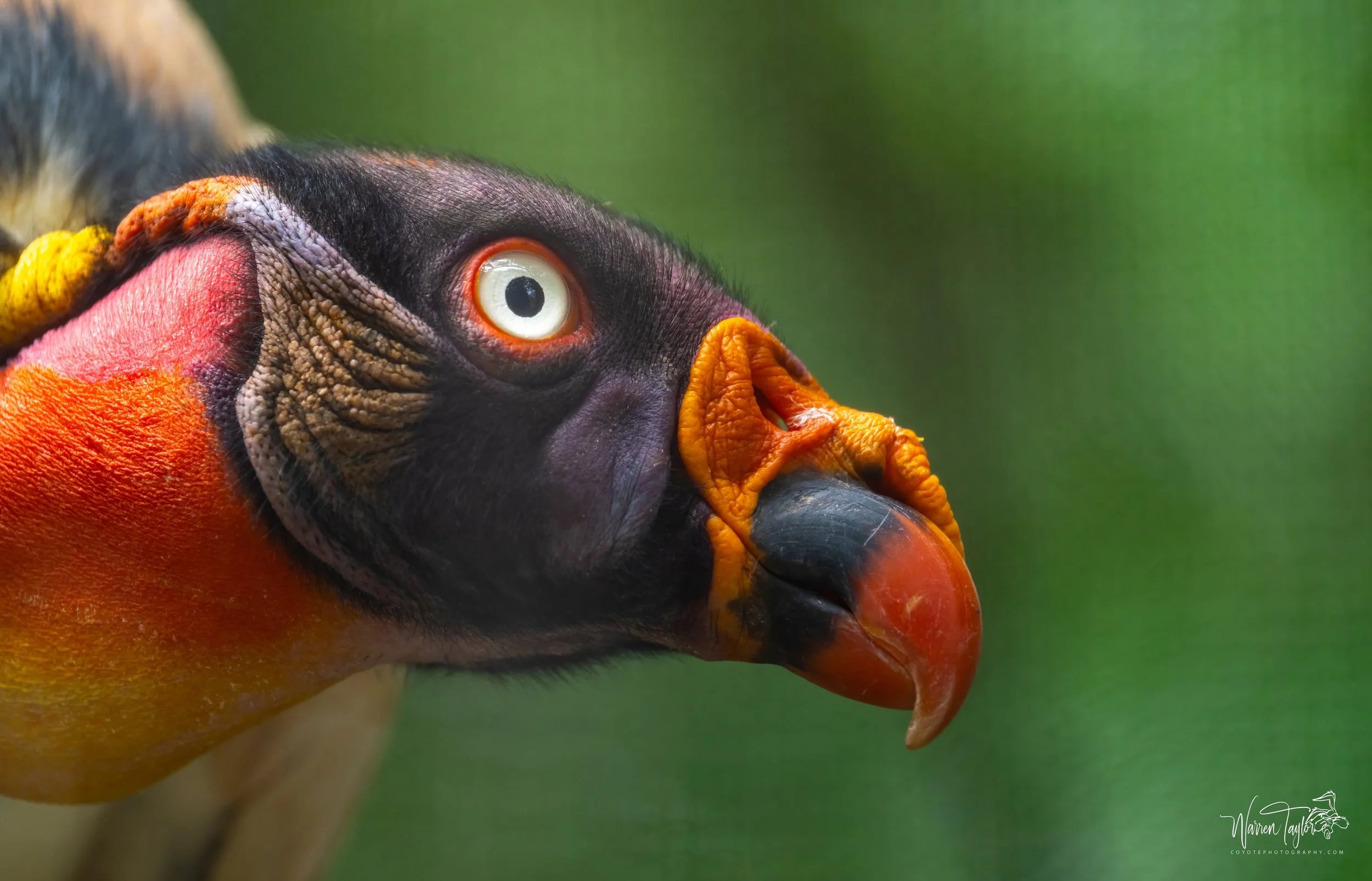 zoo3-topaz-denoise-sharpen.jpg