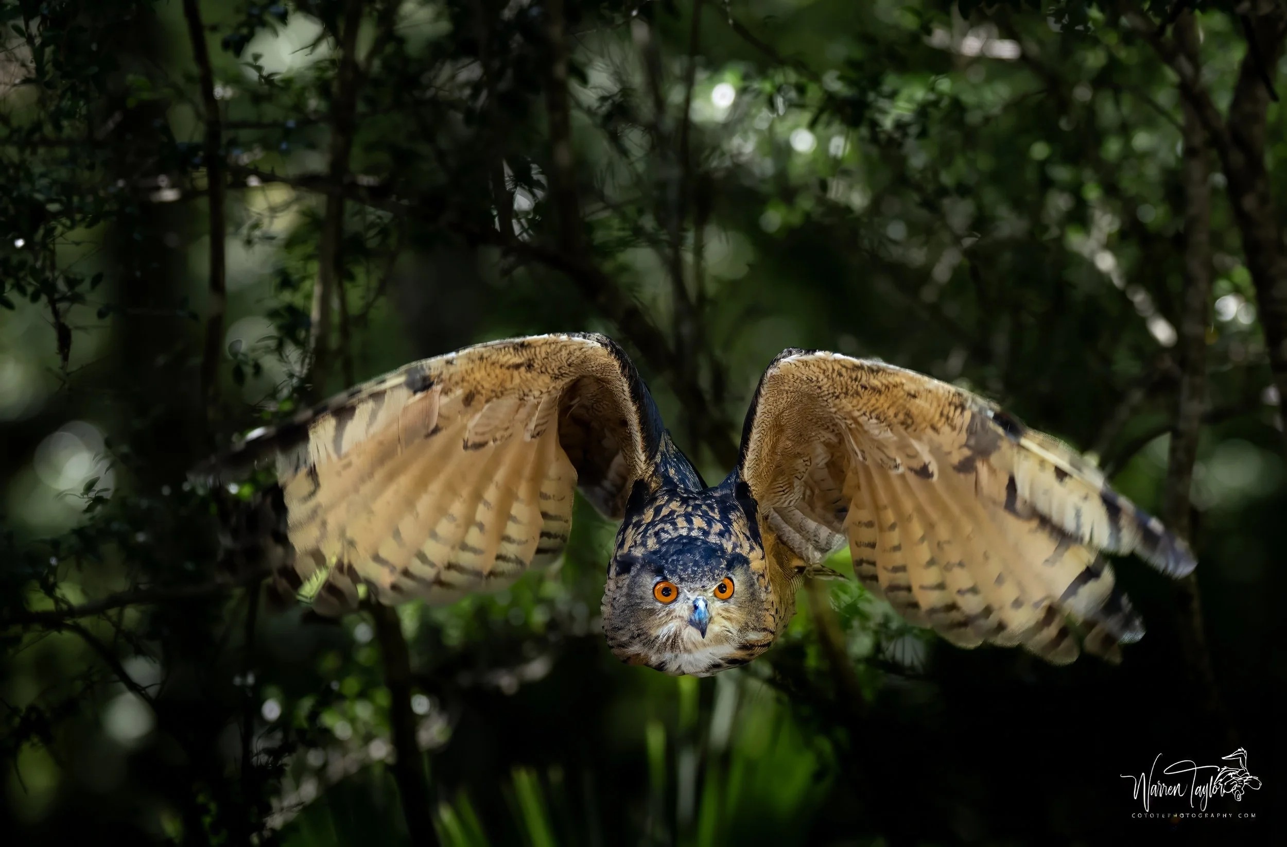 owl