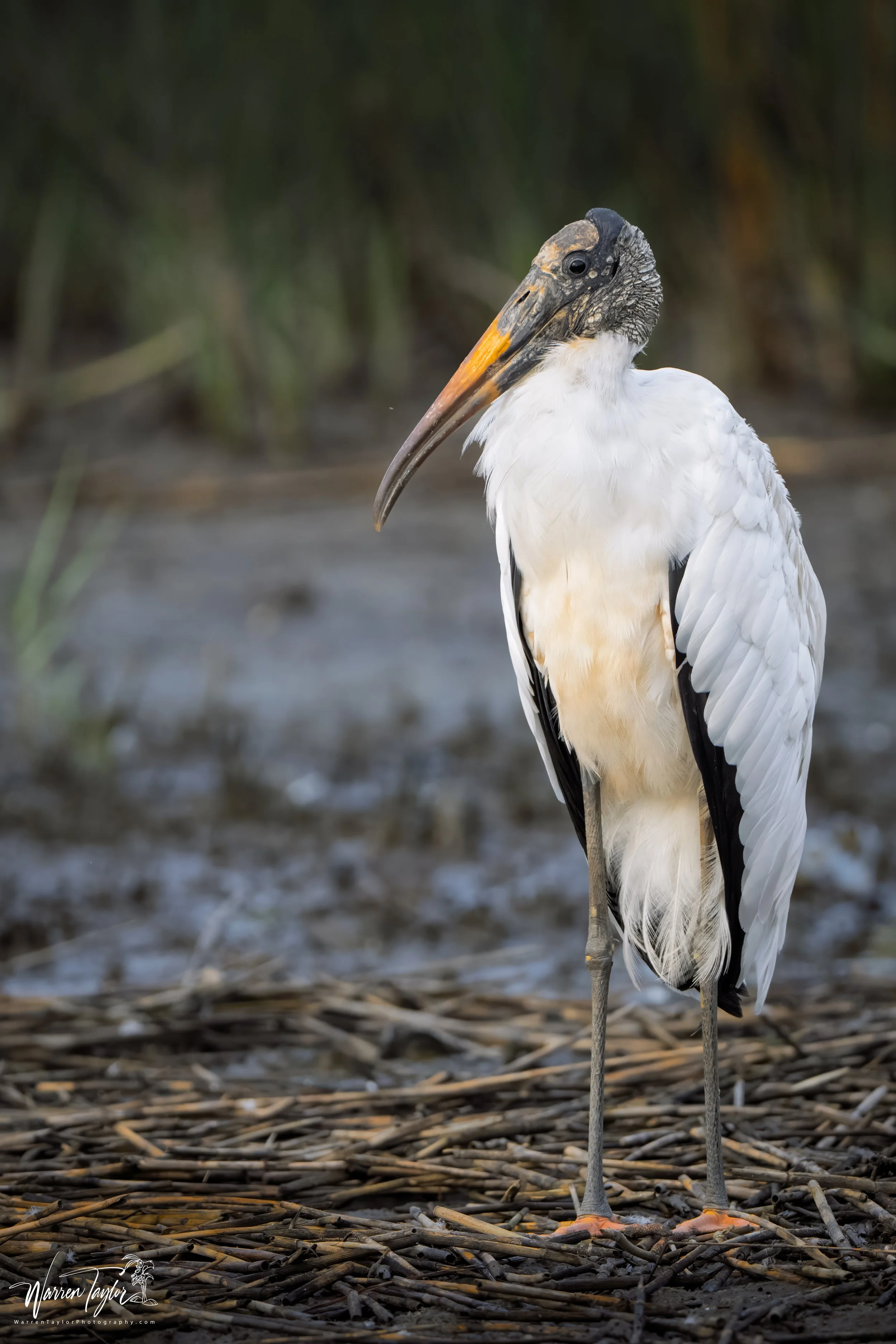 woodstork hbsp 20mb.jpg