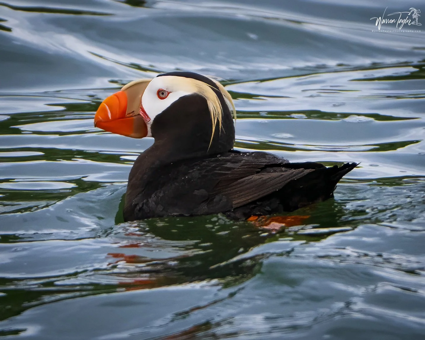 ak puffin.jpg