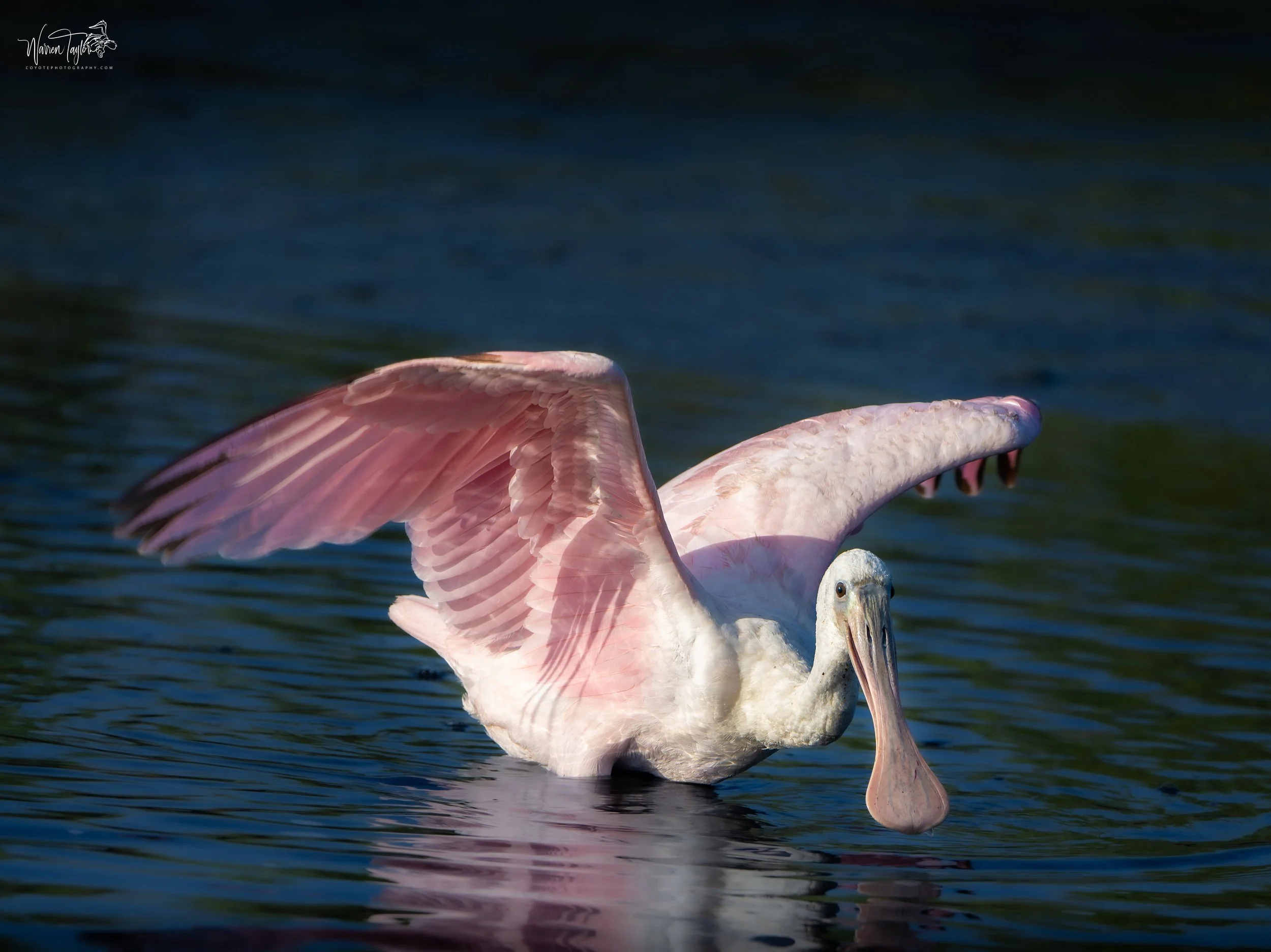 Roseate spoonbill - HBSP Murrells Inlet, SC
