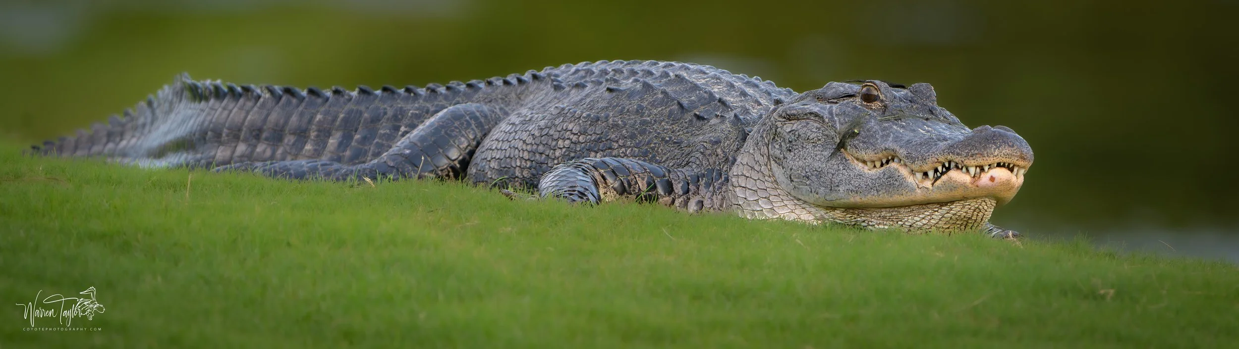 Wally gator