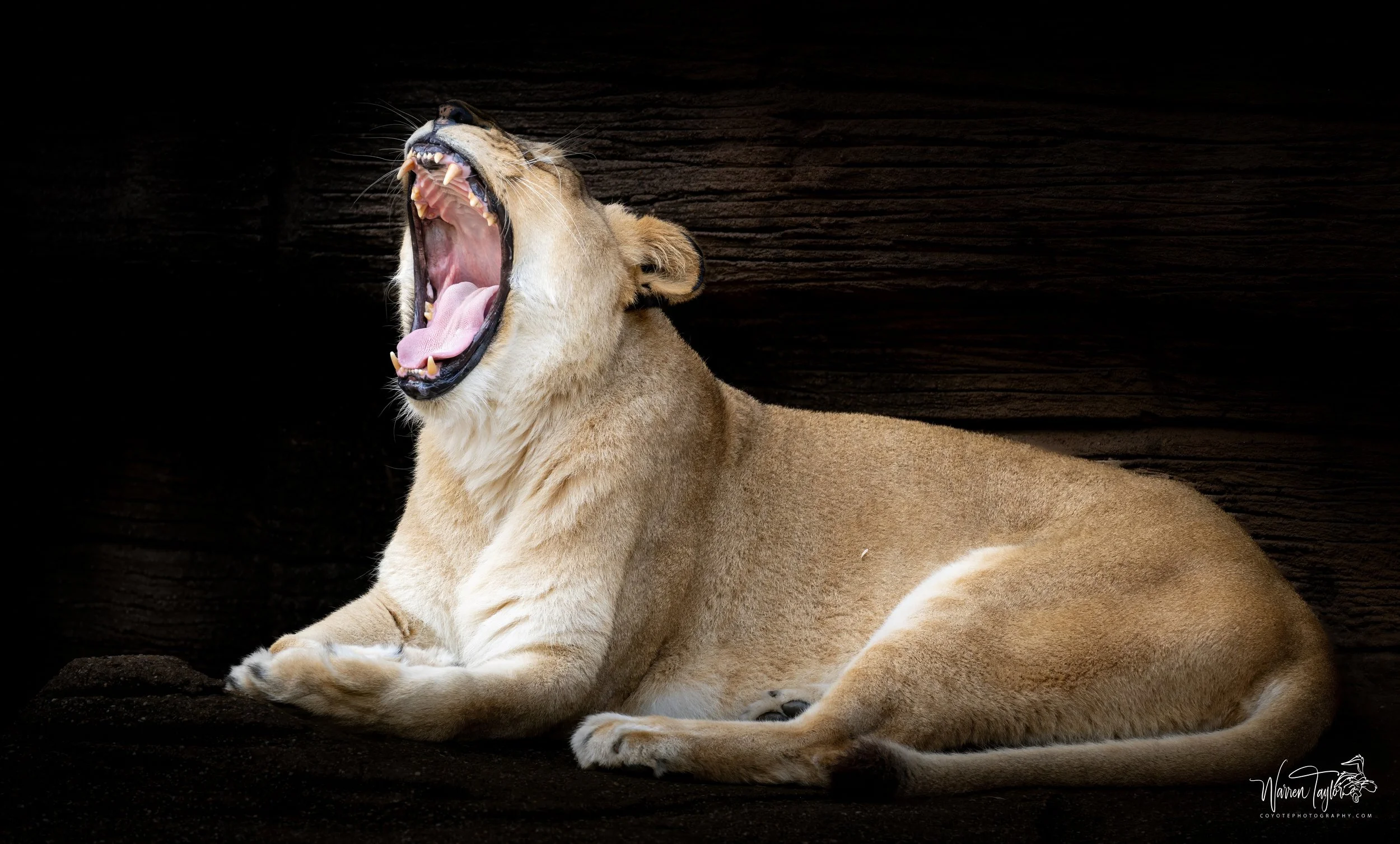 Lioness