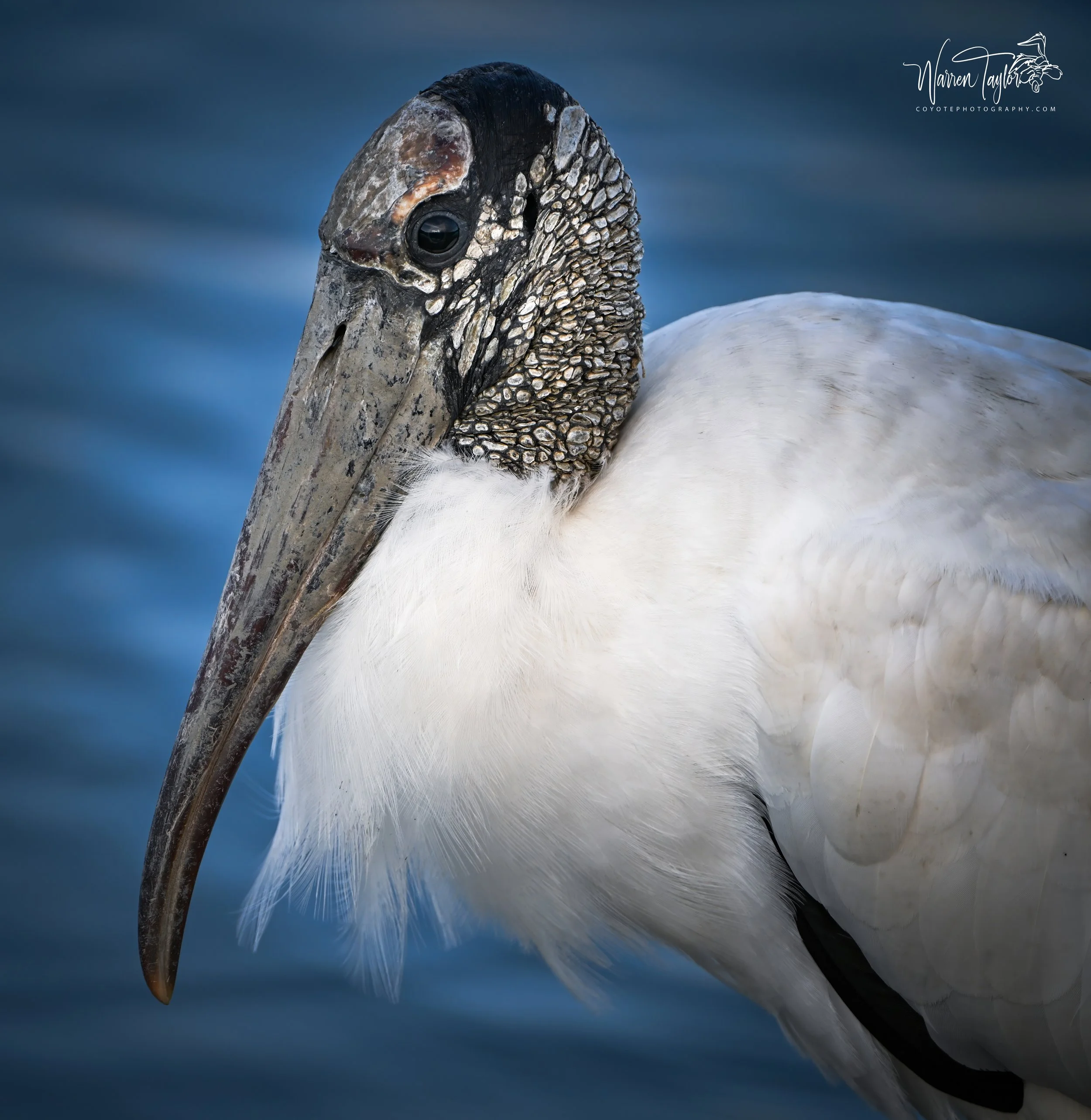 Wood Stork, HBSP Murrells Inlet, SC
