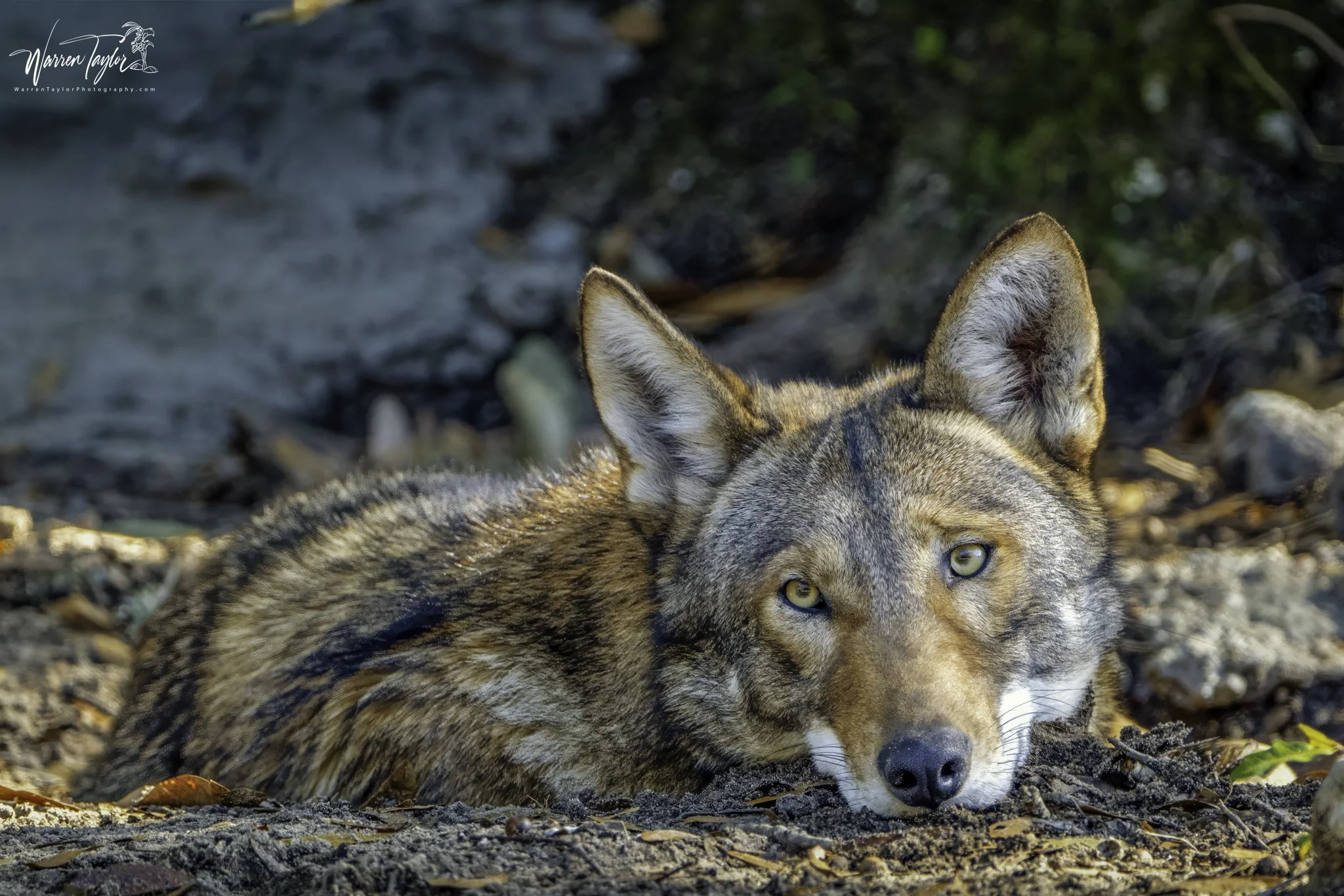 Quiet Contemplation - Red Wolf