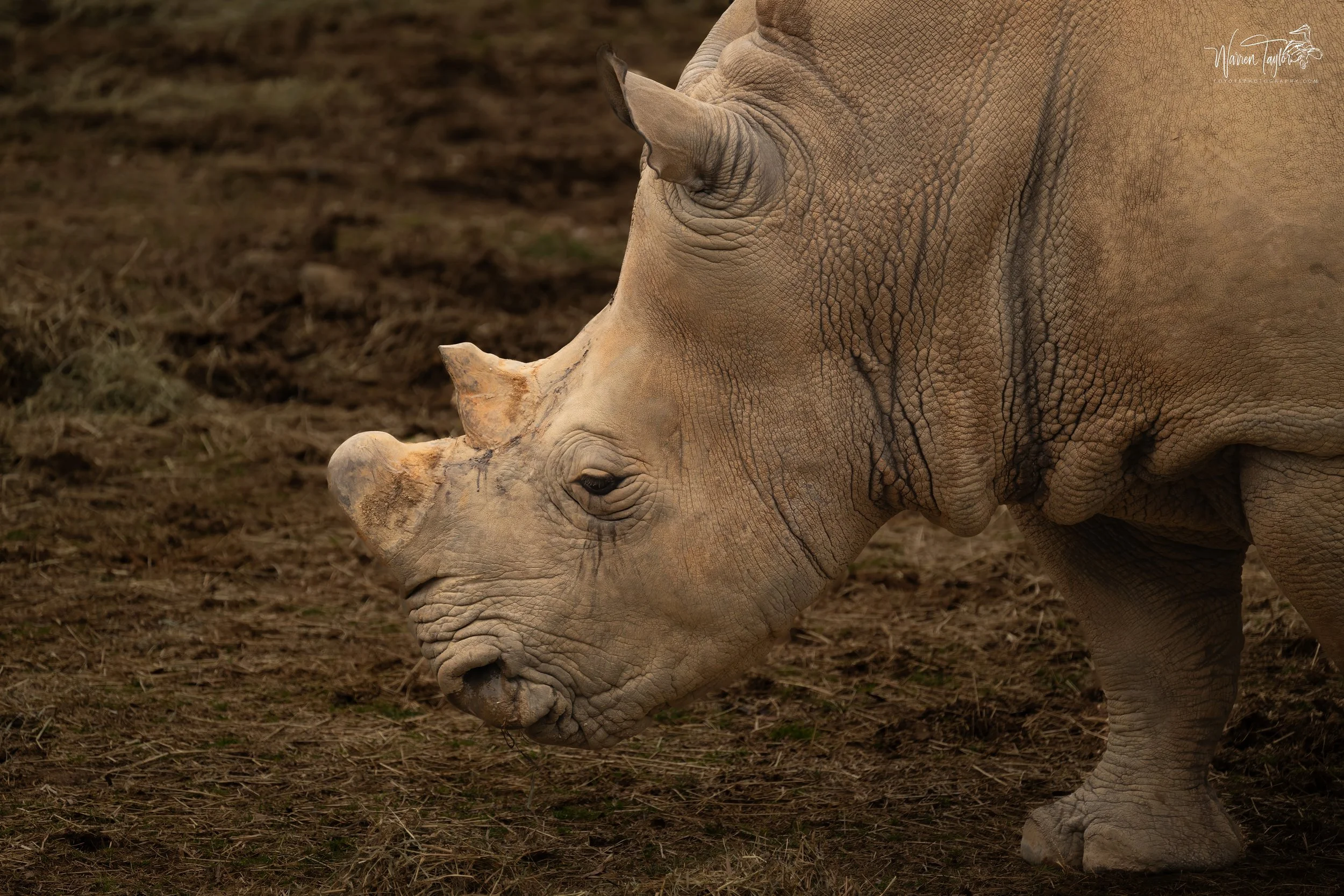 Rhino