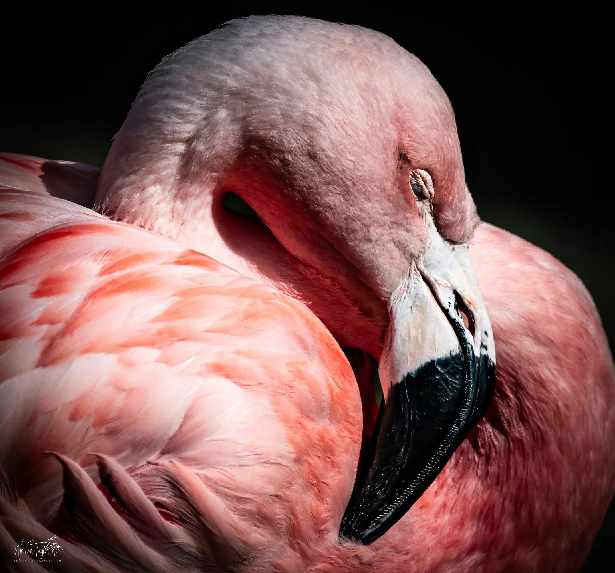 Flamingo - Myrtle Beach, SC