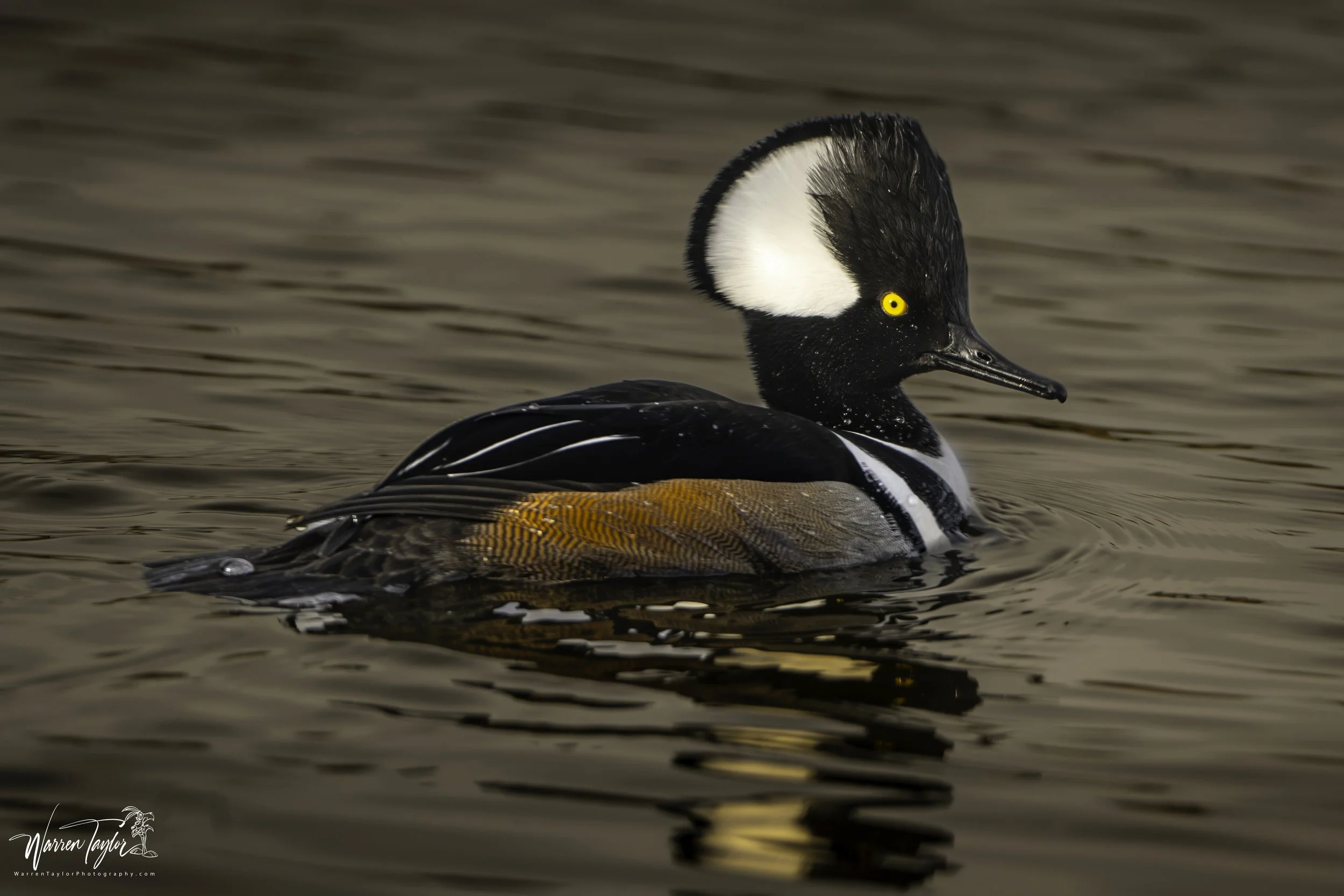 Make Hooded Merganser.jpg