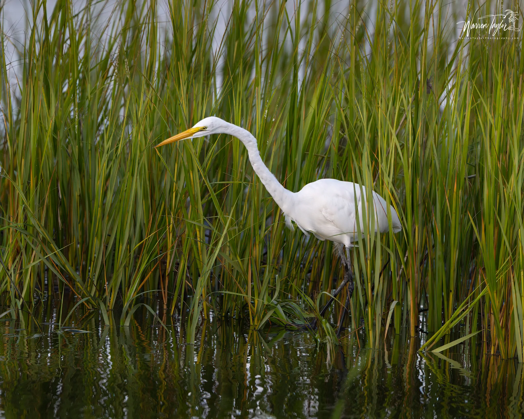 egret hbsp.jpg