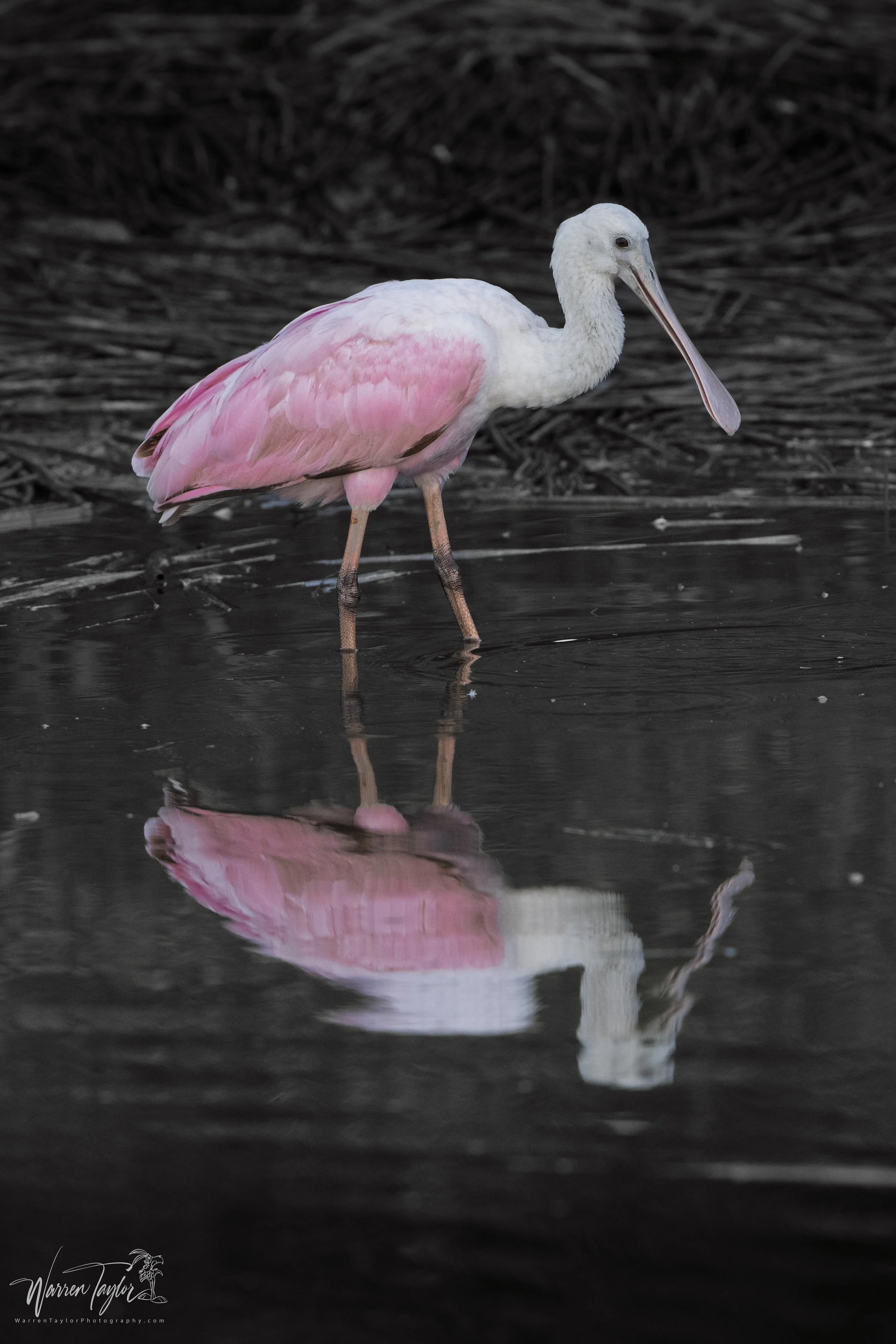 Roseate Spoonbill