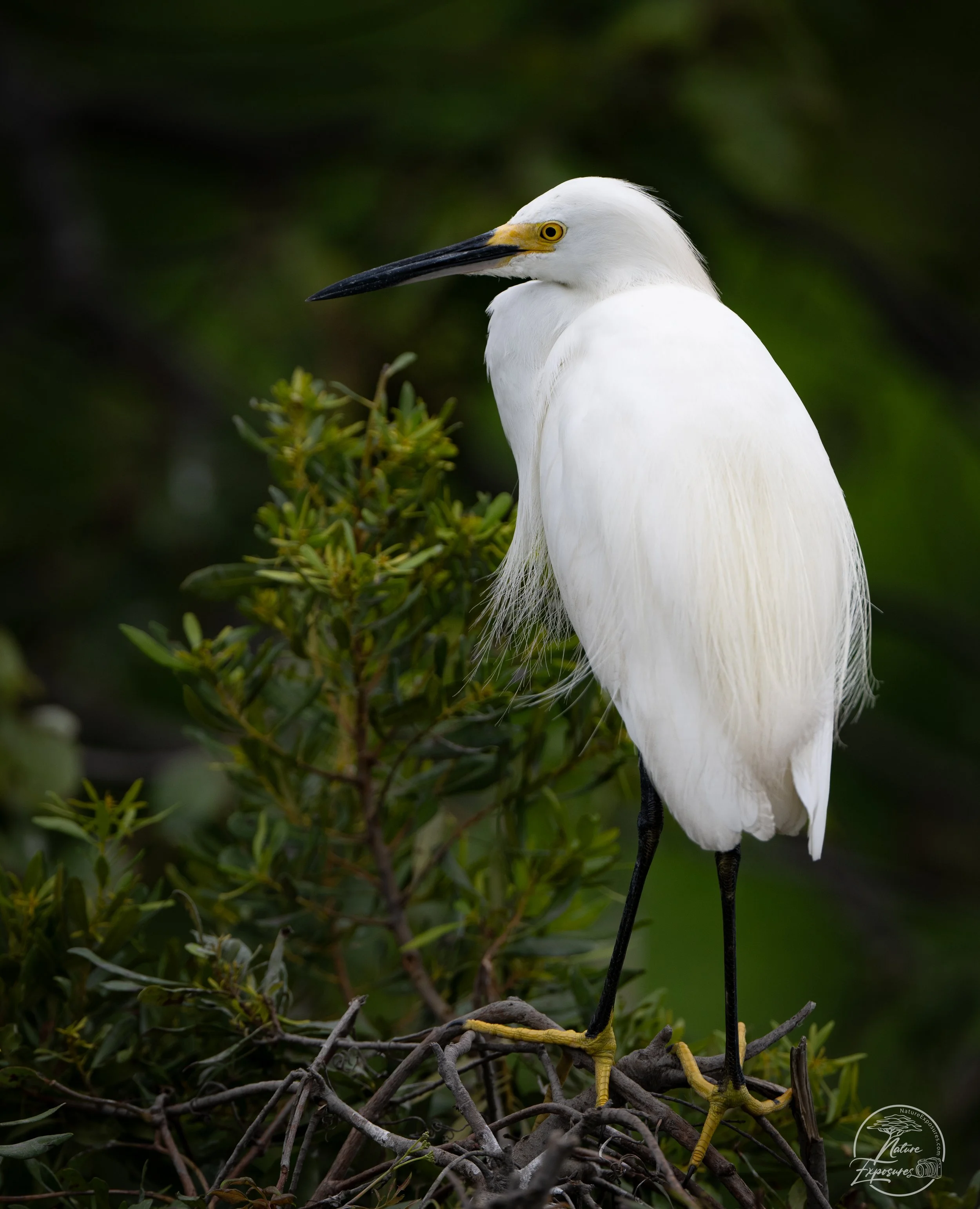 Snowy Egret, HBSP, Murrells Inlet, SC