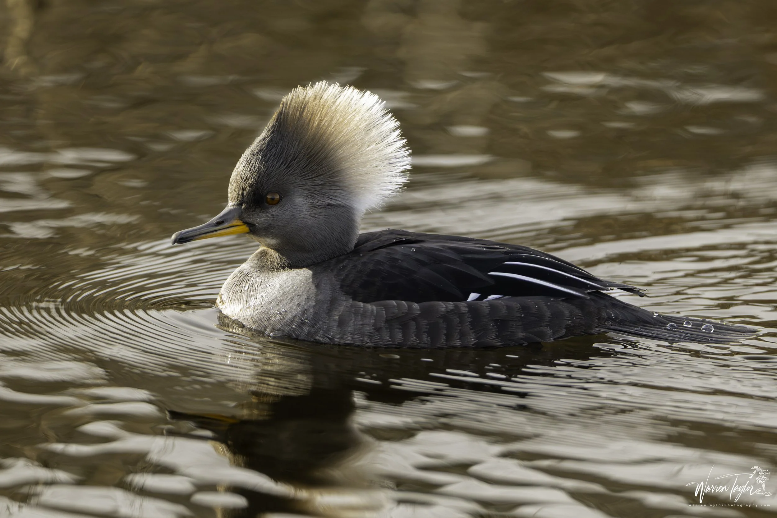 Female Hooded Merganser.jpg