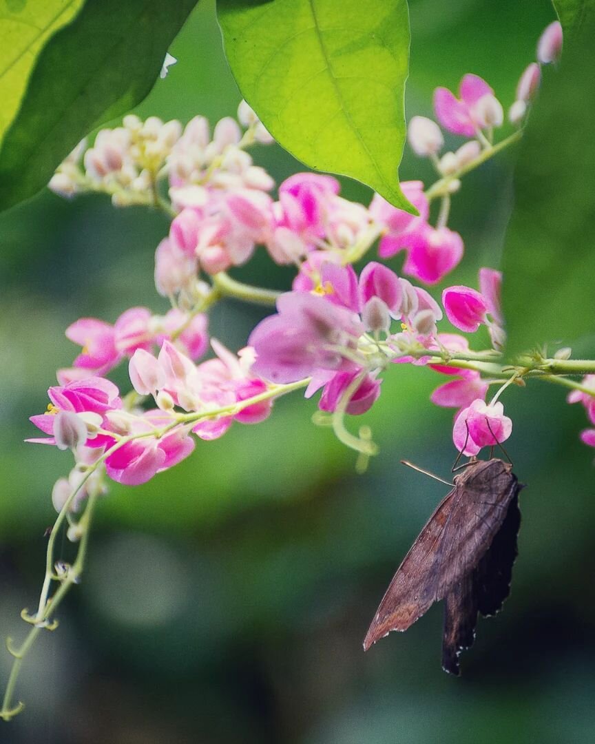At Kuala Lumpur Butterfly Park 😊

#kualalumpur #visitsoutheastasia #malaysia #love_flowers_and_art #wonderland_arts #butterflyphotography #dof_addicts #dof_brilliance #dofnature #15aoburro #olhoportugues #visitasia #visitkualalumpur #raw_allnature #