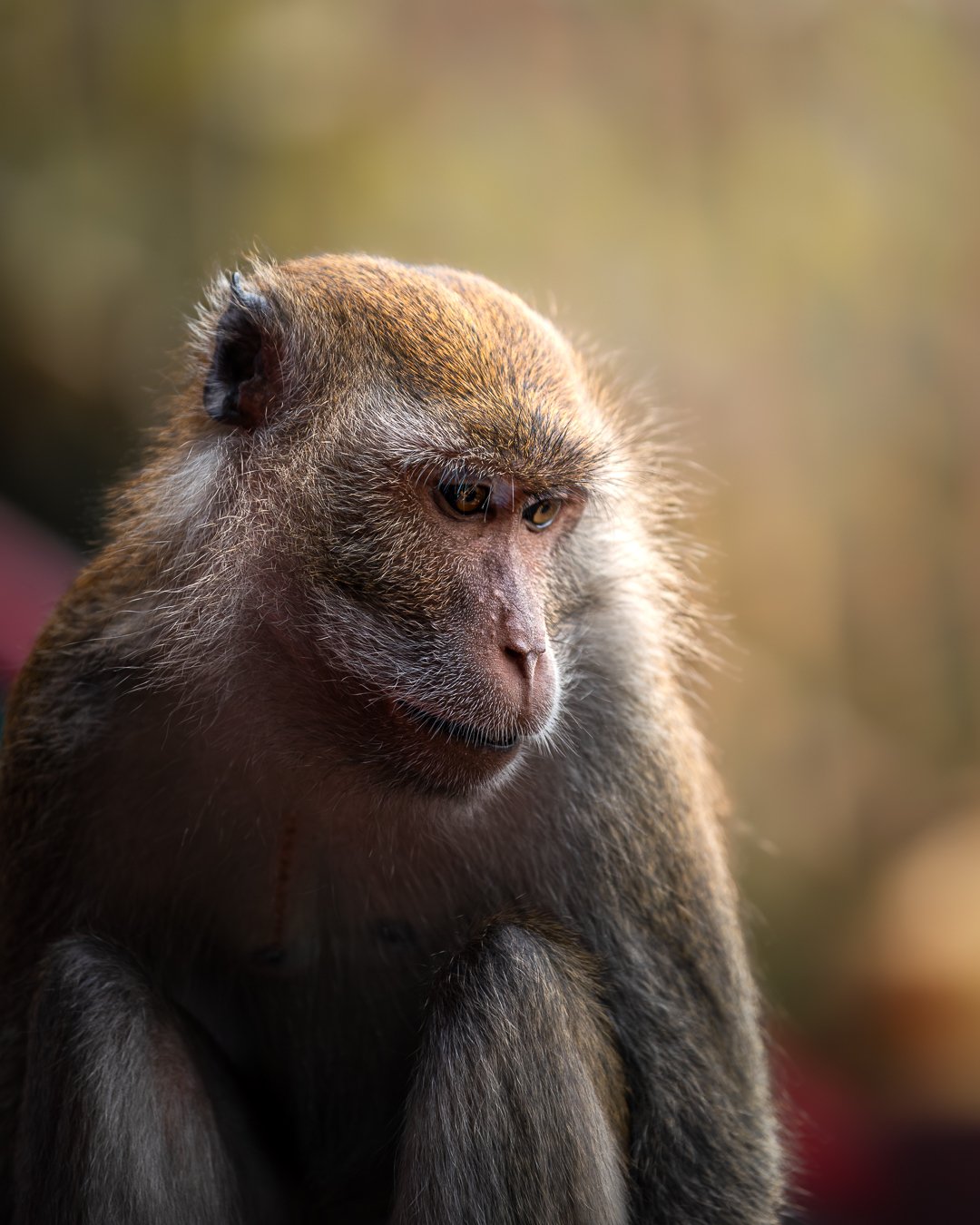 Can't get enough of this monkeys portraits 🙈 at the entrance of Batu Caves, Kuala Lumpur.

Nikon D810

#monkey #wildlife #wildlifephotography #wildlifeonearth #wildlifeofinstagram #natgeo #natgeoyourshot #natgeowild #nikon #raw_wildlife #olhoportugu