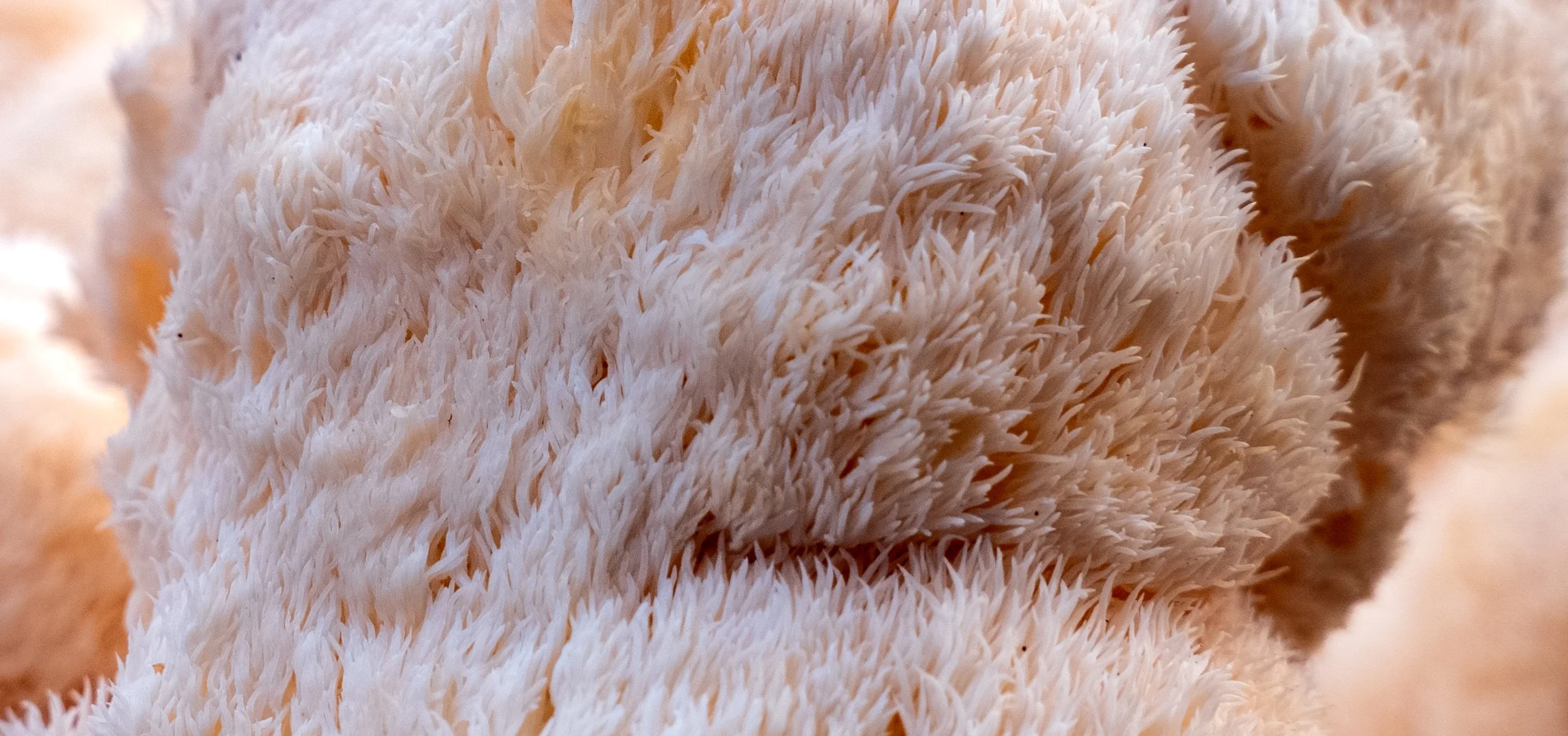 Lion's Mane (3 of 5).jpg