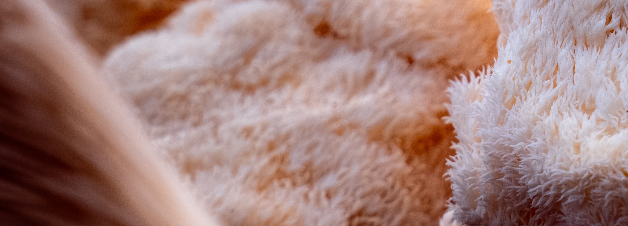 Lion's Mane (2 of 5).jpg