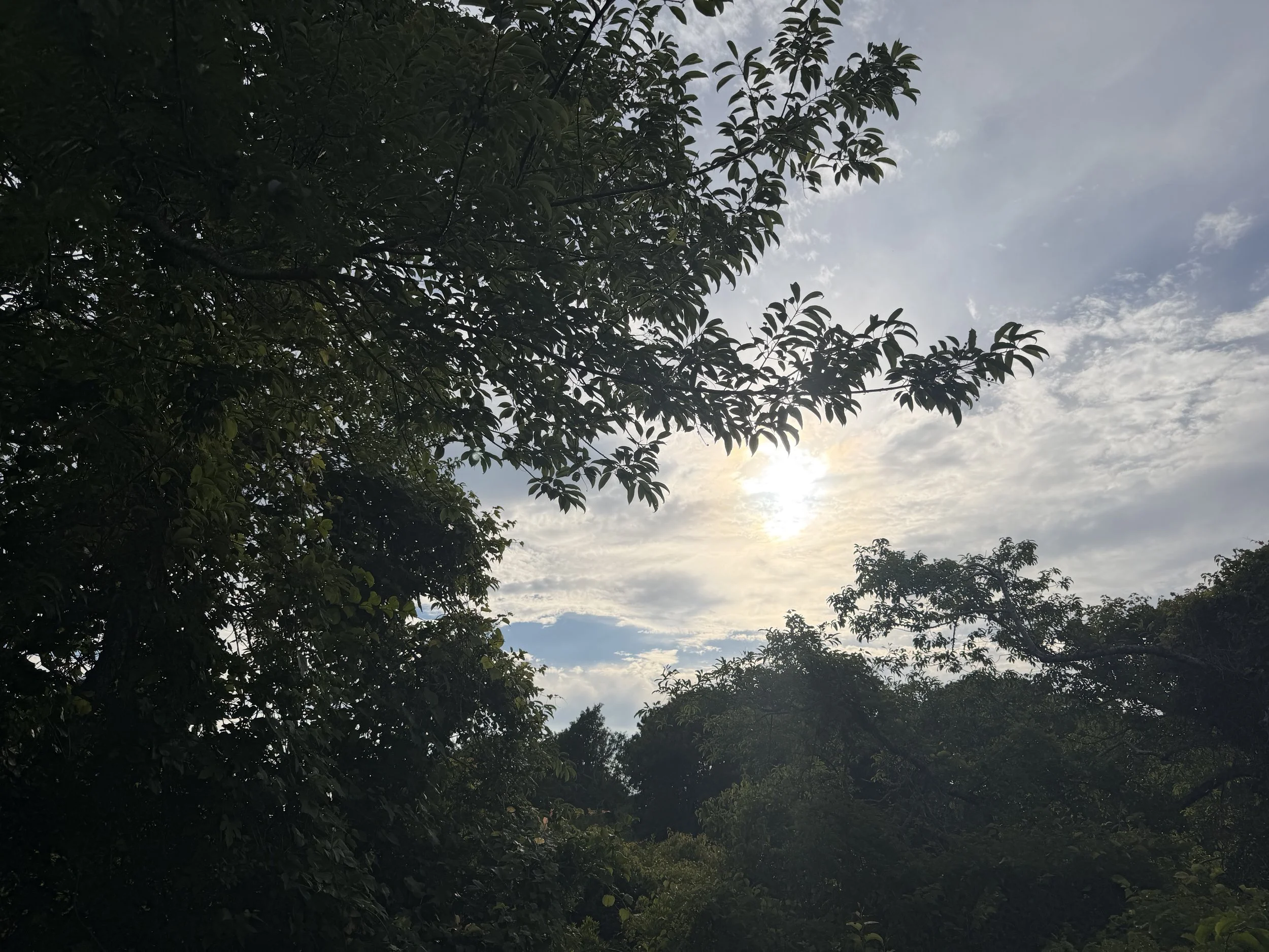 IMG_7678.jpeg