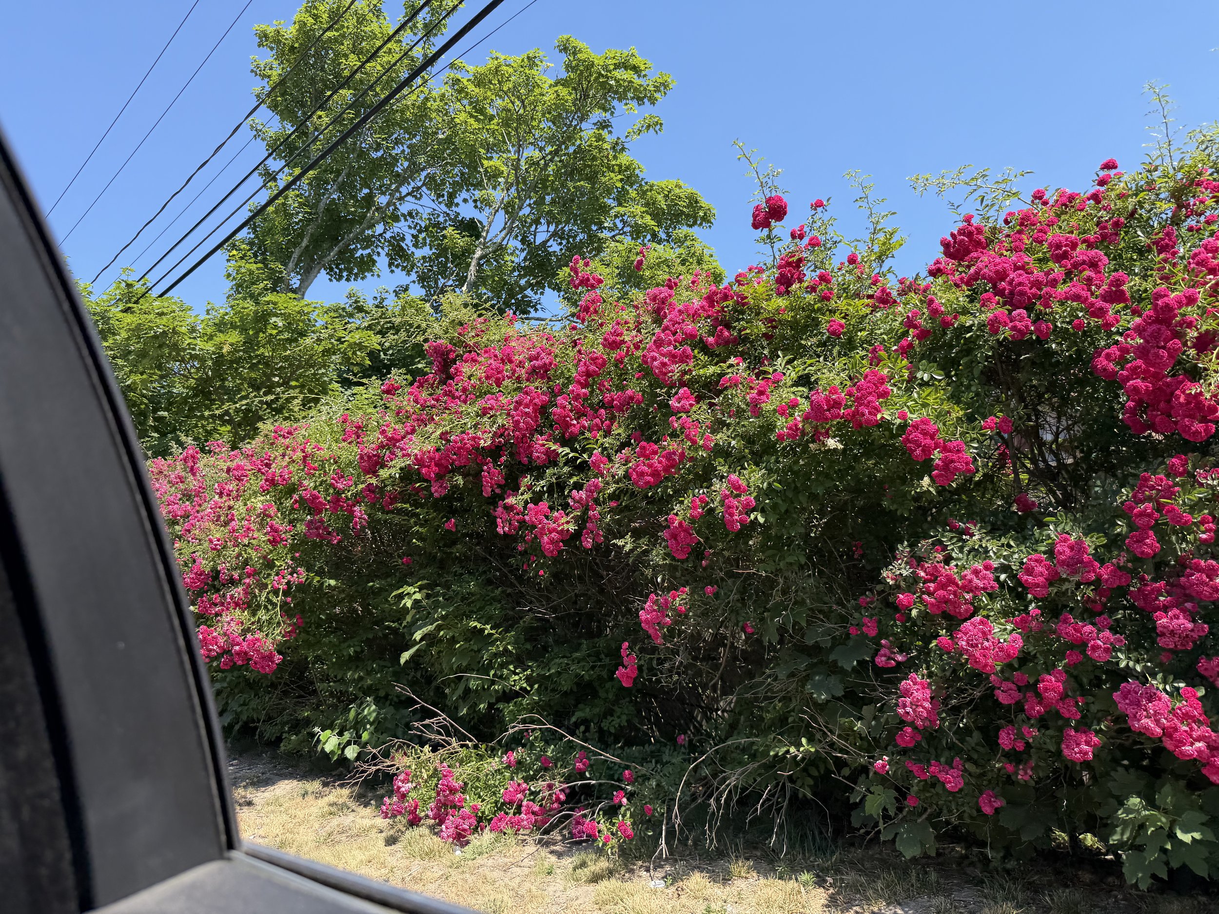 IMG_5158.jpeg