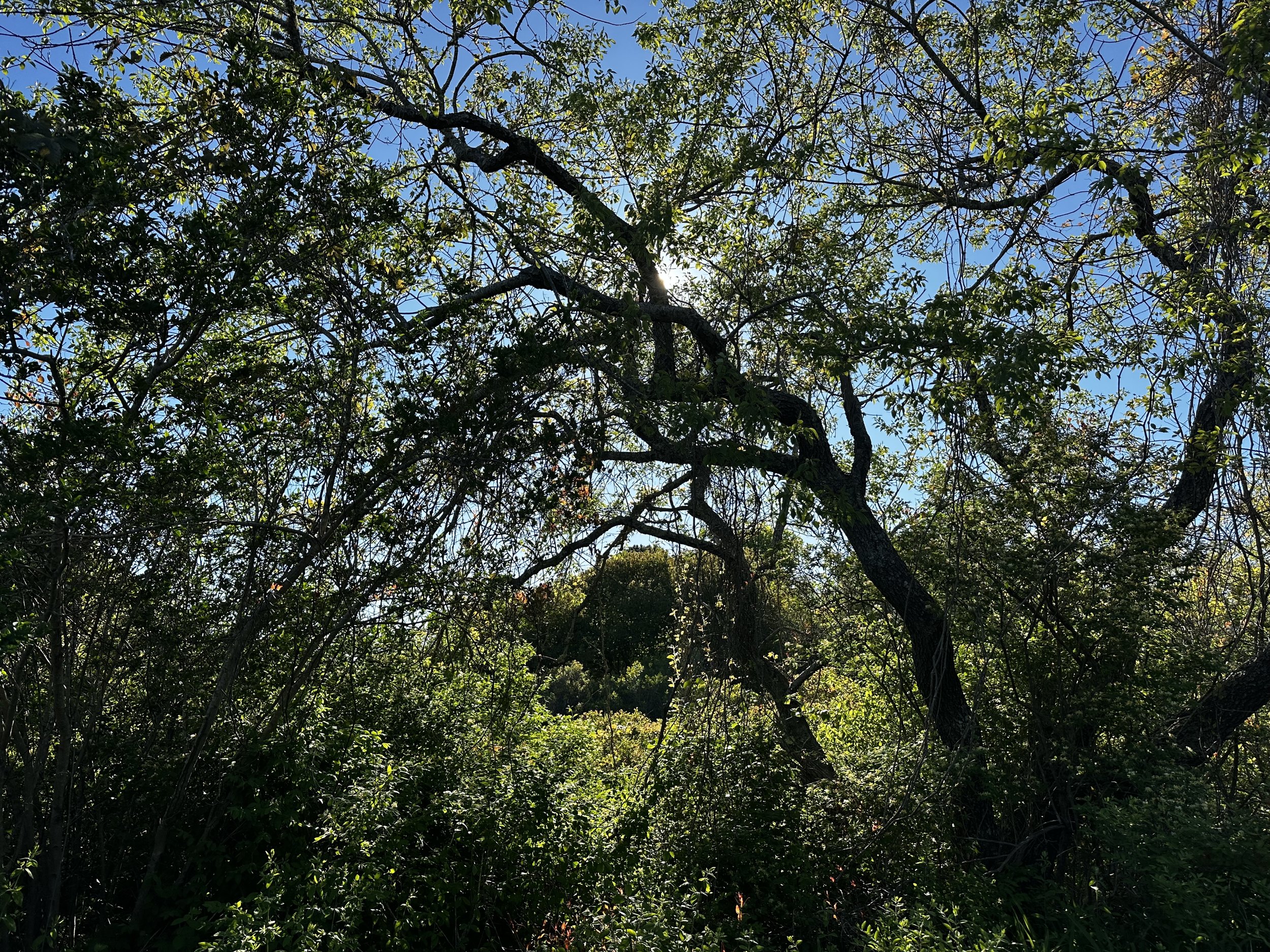 IMG_5228.jpeg