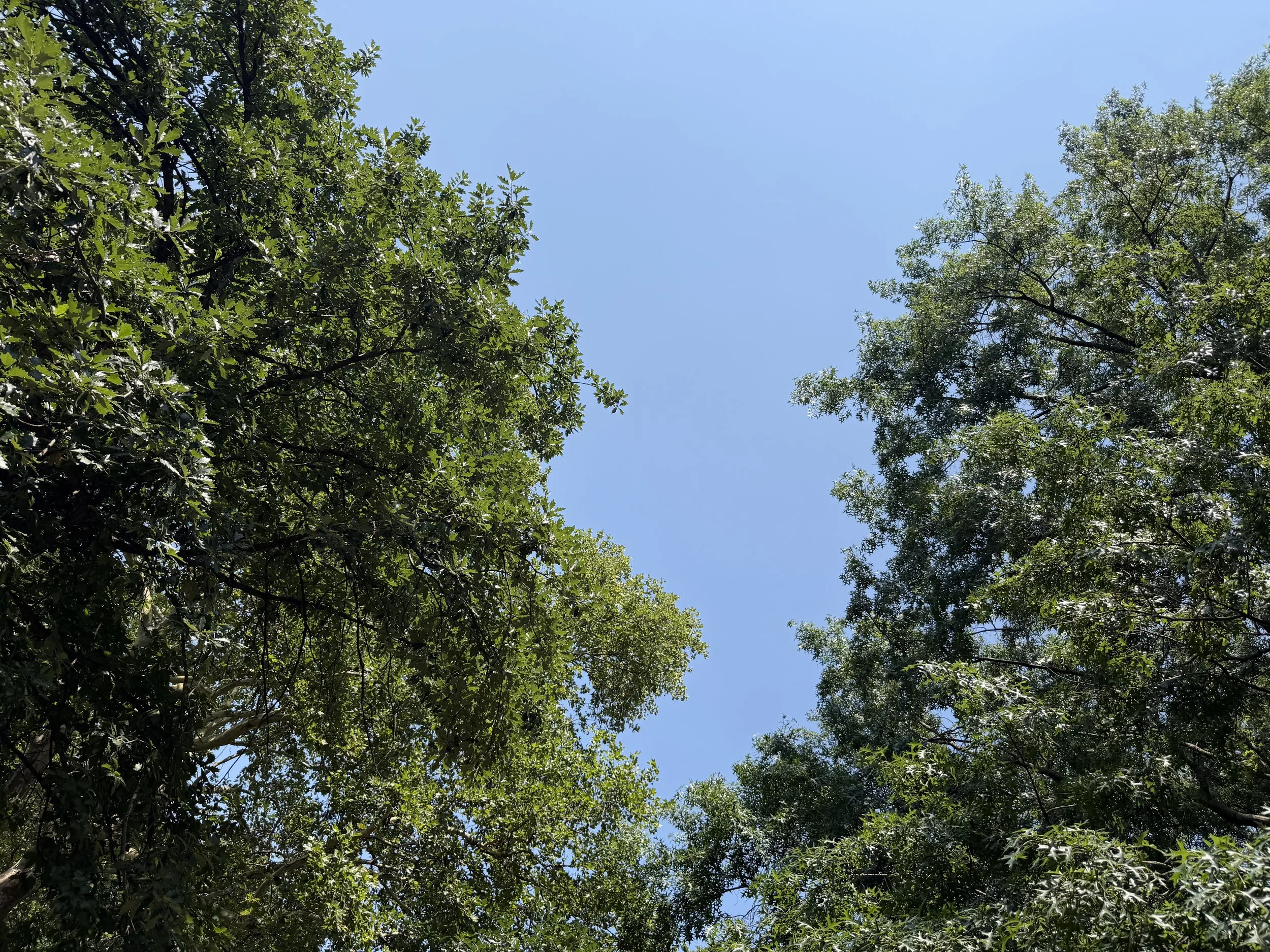 IMG_6515.jpeg