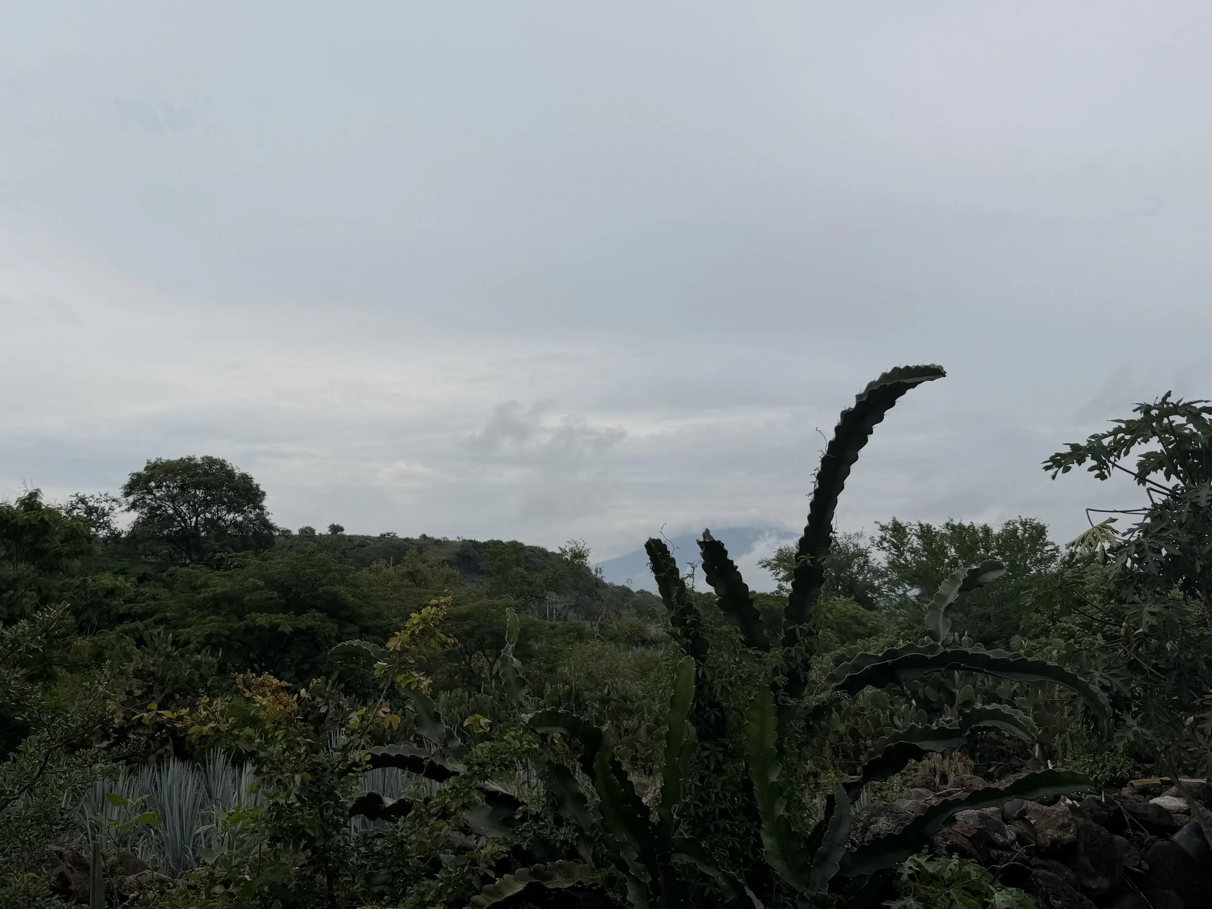 IMG_5900.jpeg