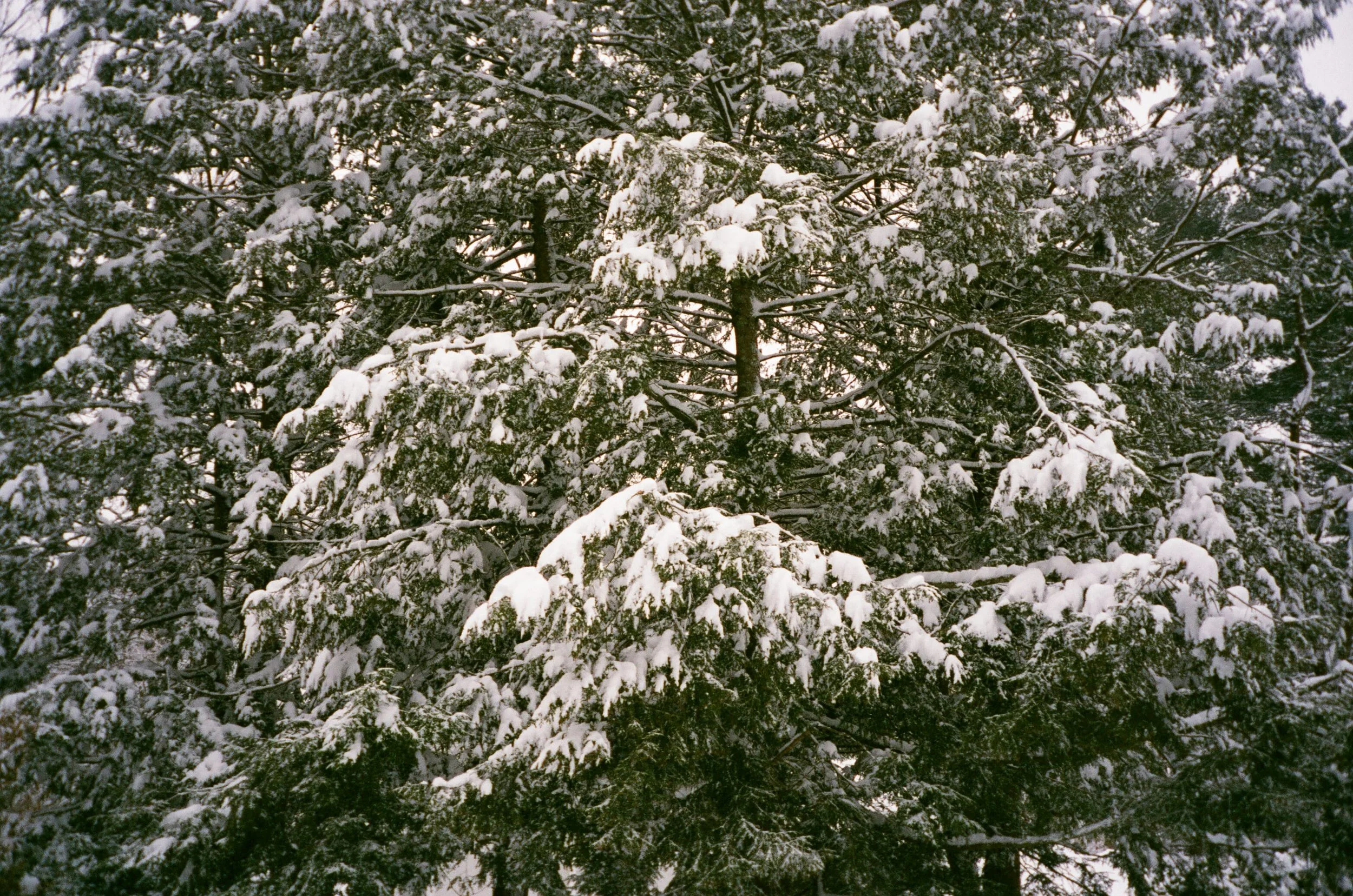 12.21.2.jpg