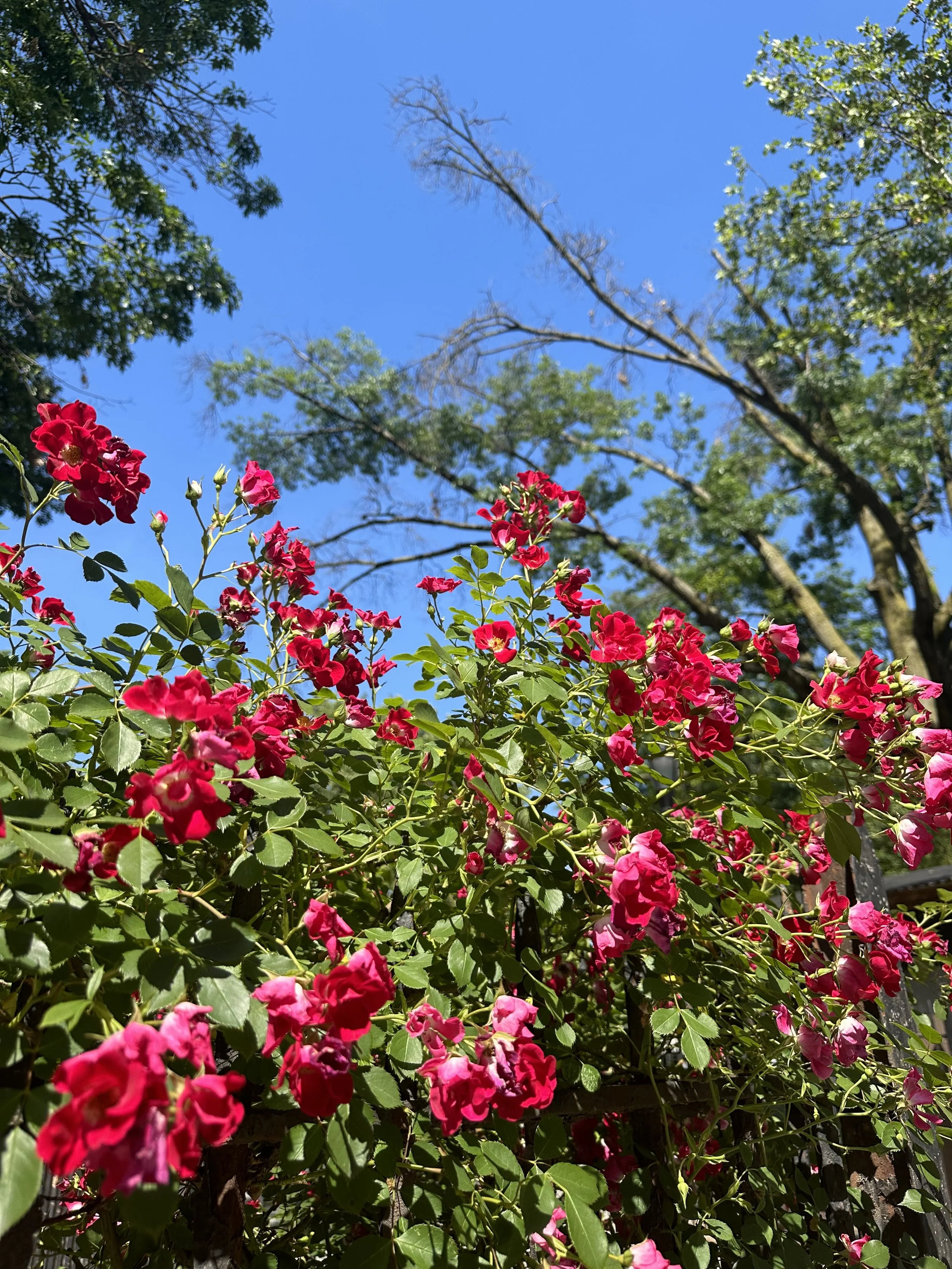 IMG_0710.jpeg