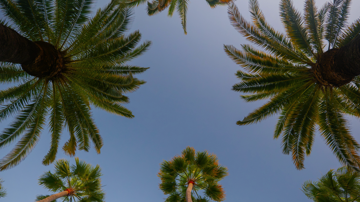 View of the sky through a cluster of tall palm trees with green fronds and brown trunks.