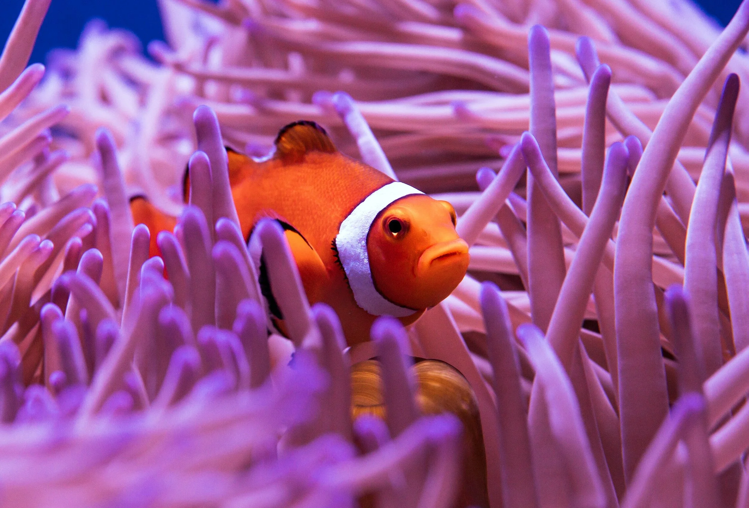 Clownfish among purple sea anemone tentacles