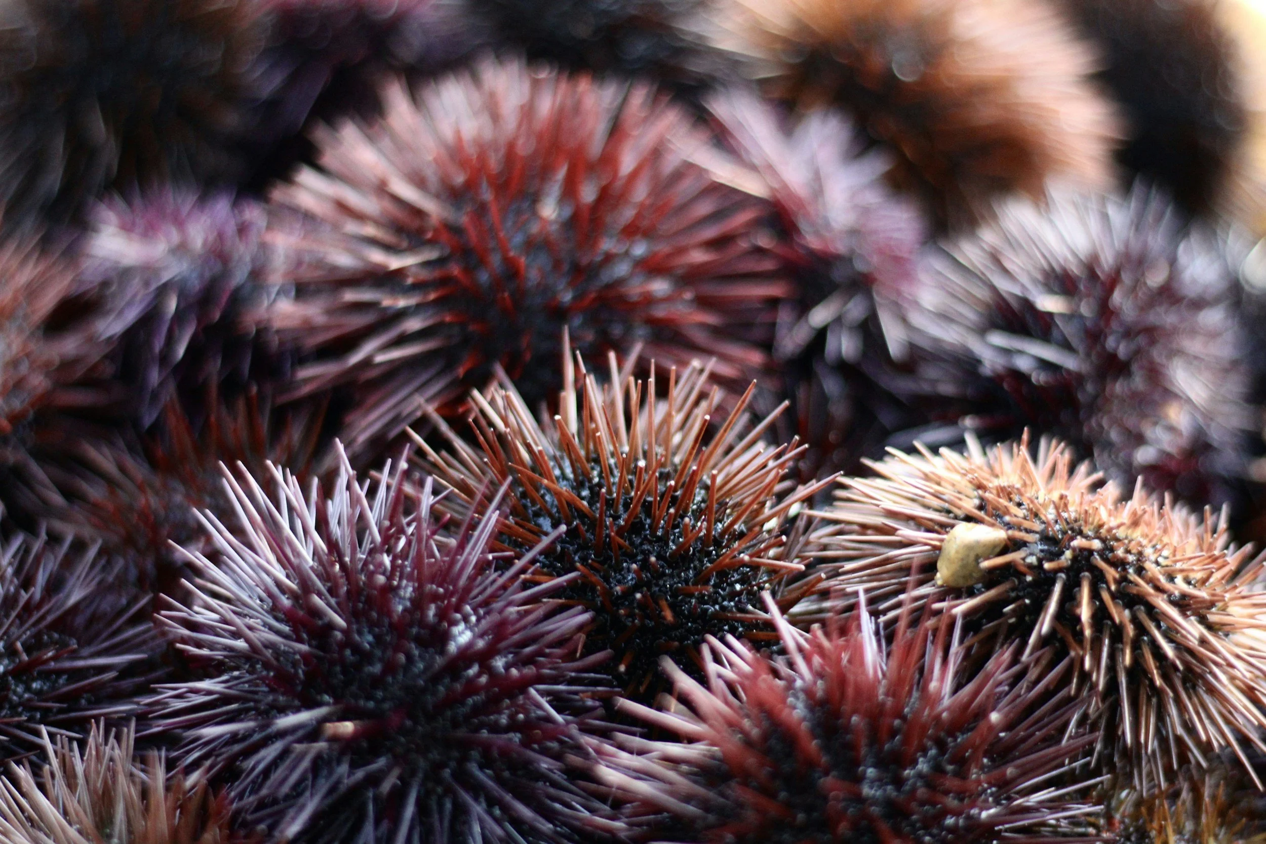 Close-up of several sea urchins, displaying spines in various shades of purple and brown.