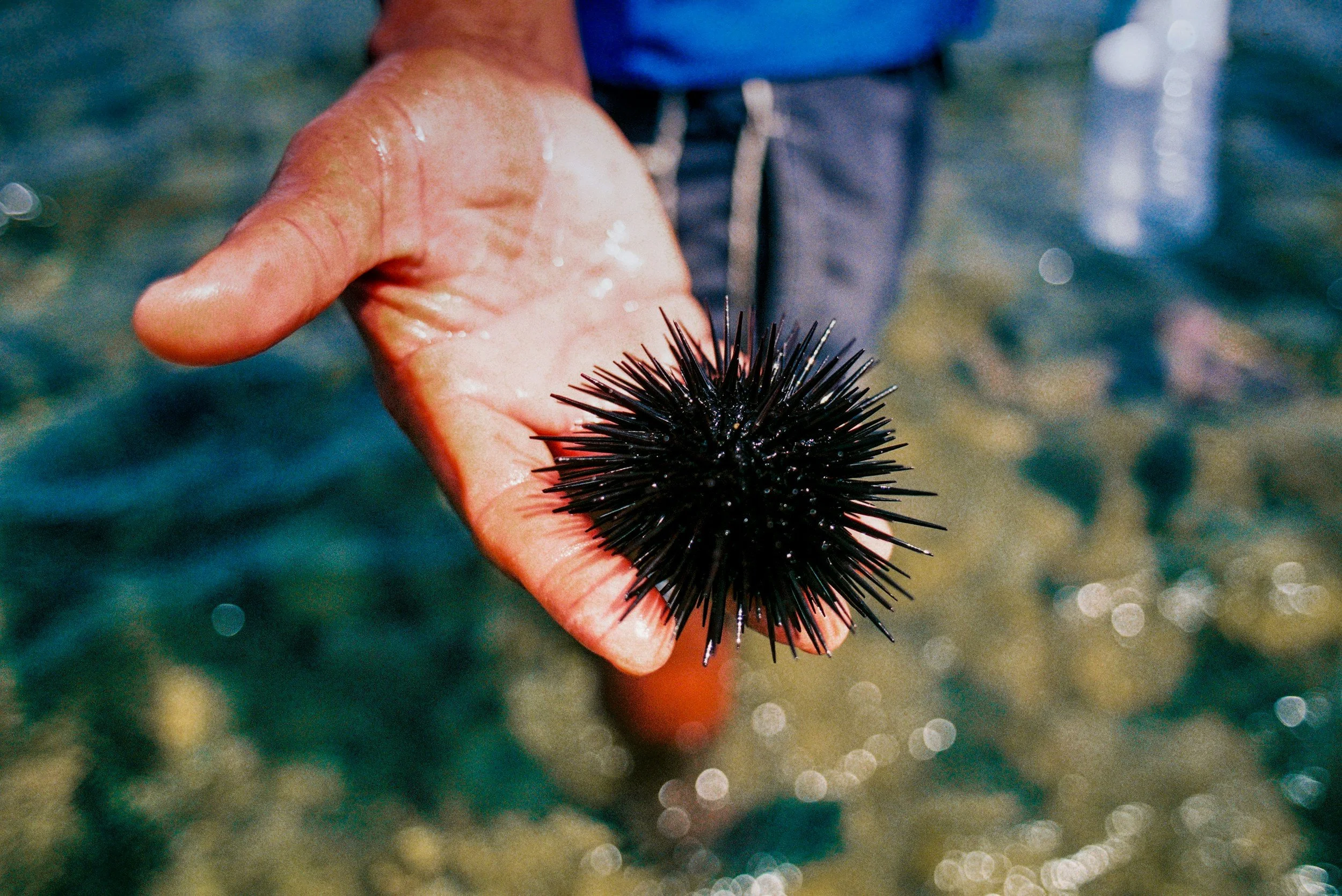 Close-up of a hand holding a black sea urchin over water.
