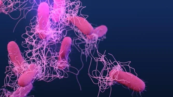 Salmonella typhi bacteria under magnification
