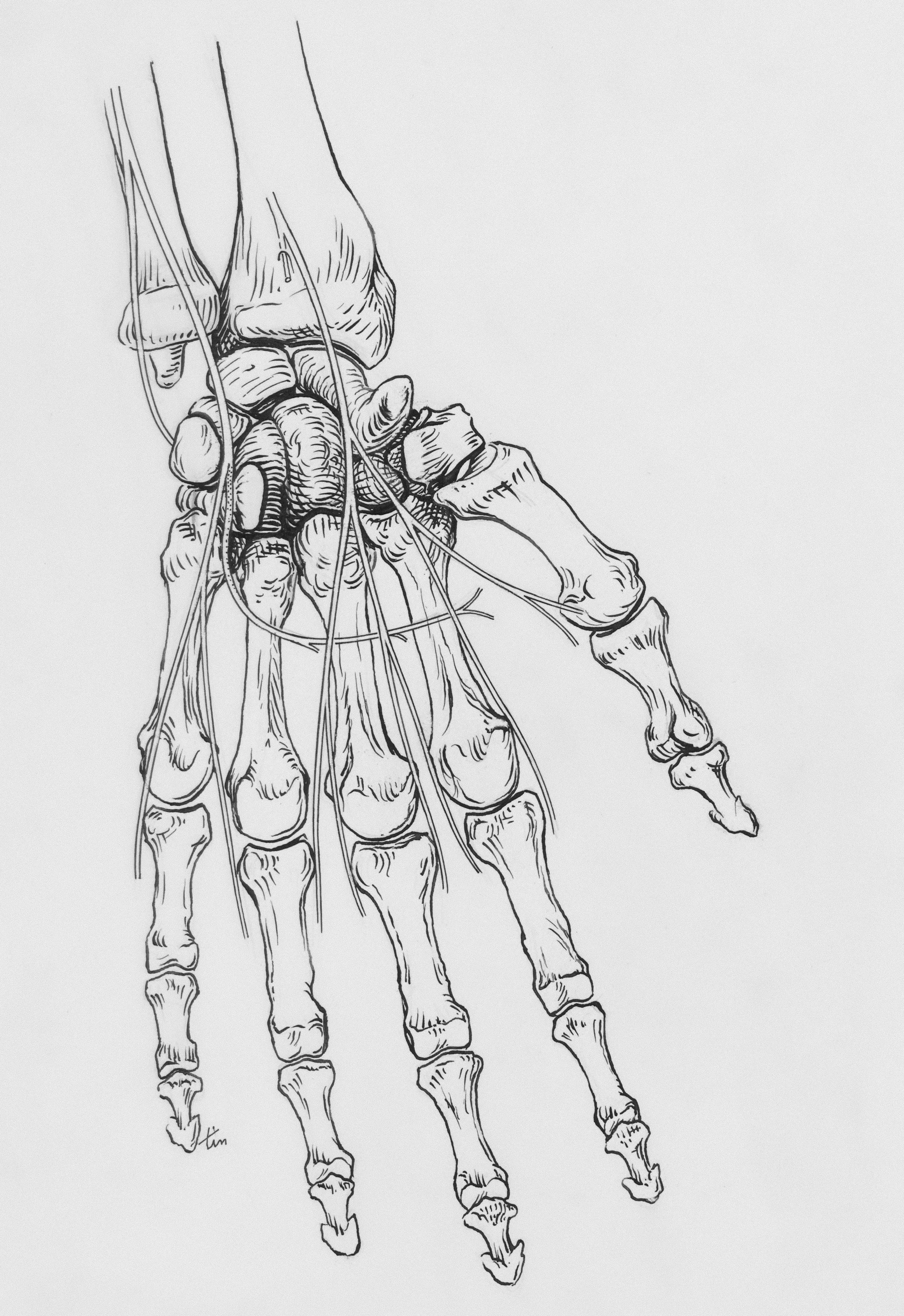 anatomical drawing of the human hand