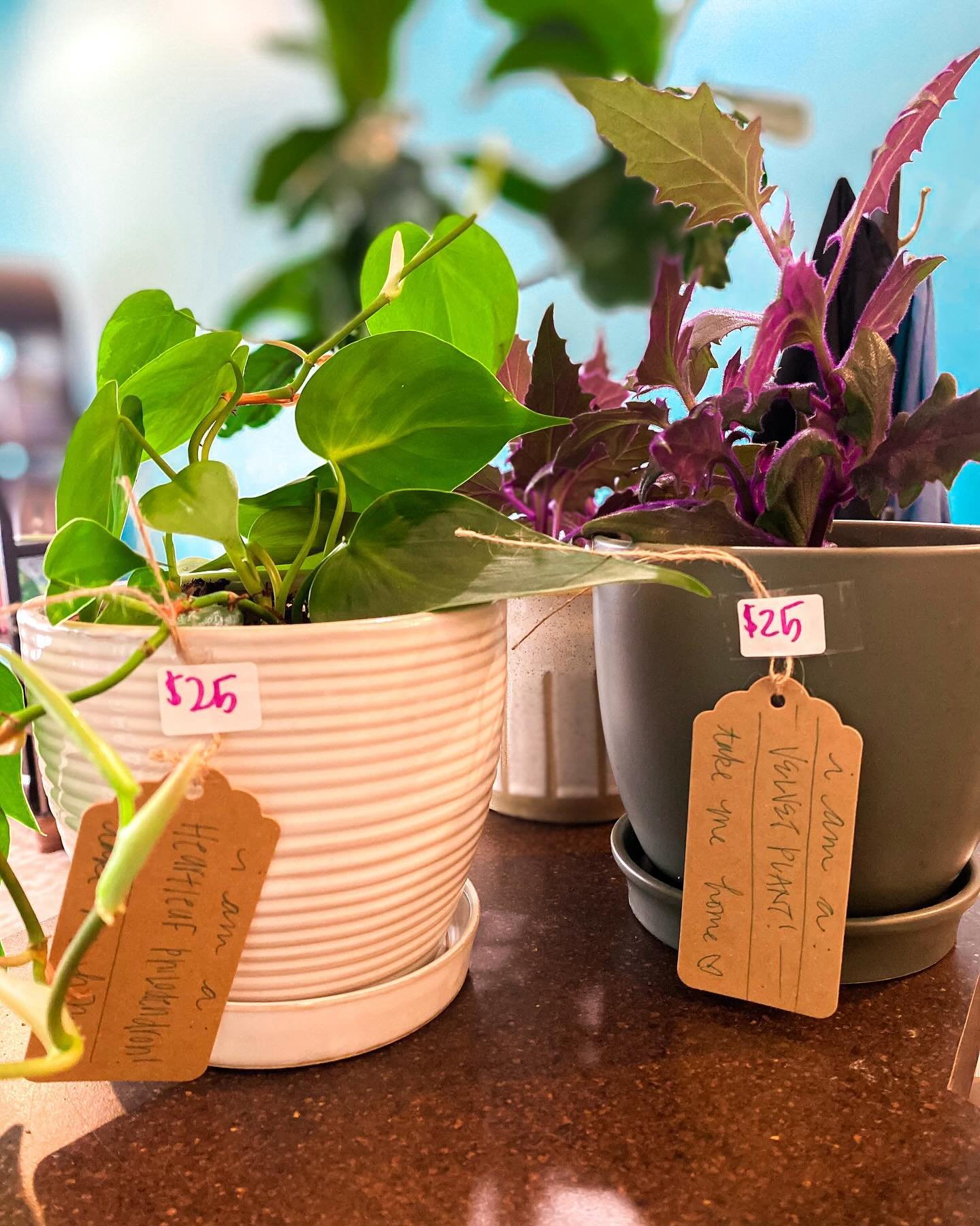 Loving our plants? 🪴 Take one home! Thanks to the amazing @_annaplants_ any of the plants that have a name &amp; price tag 🏷️ are for sale. They could be your next plant bb 🌿🌱! Swipe to find out it how to purchase! 💚🧡

#plantmom #plantdad #plan