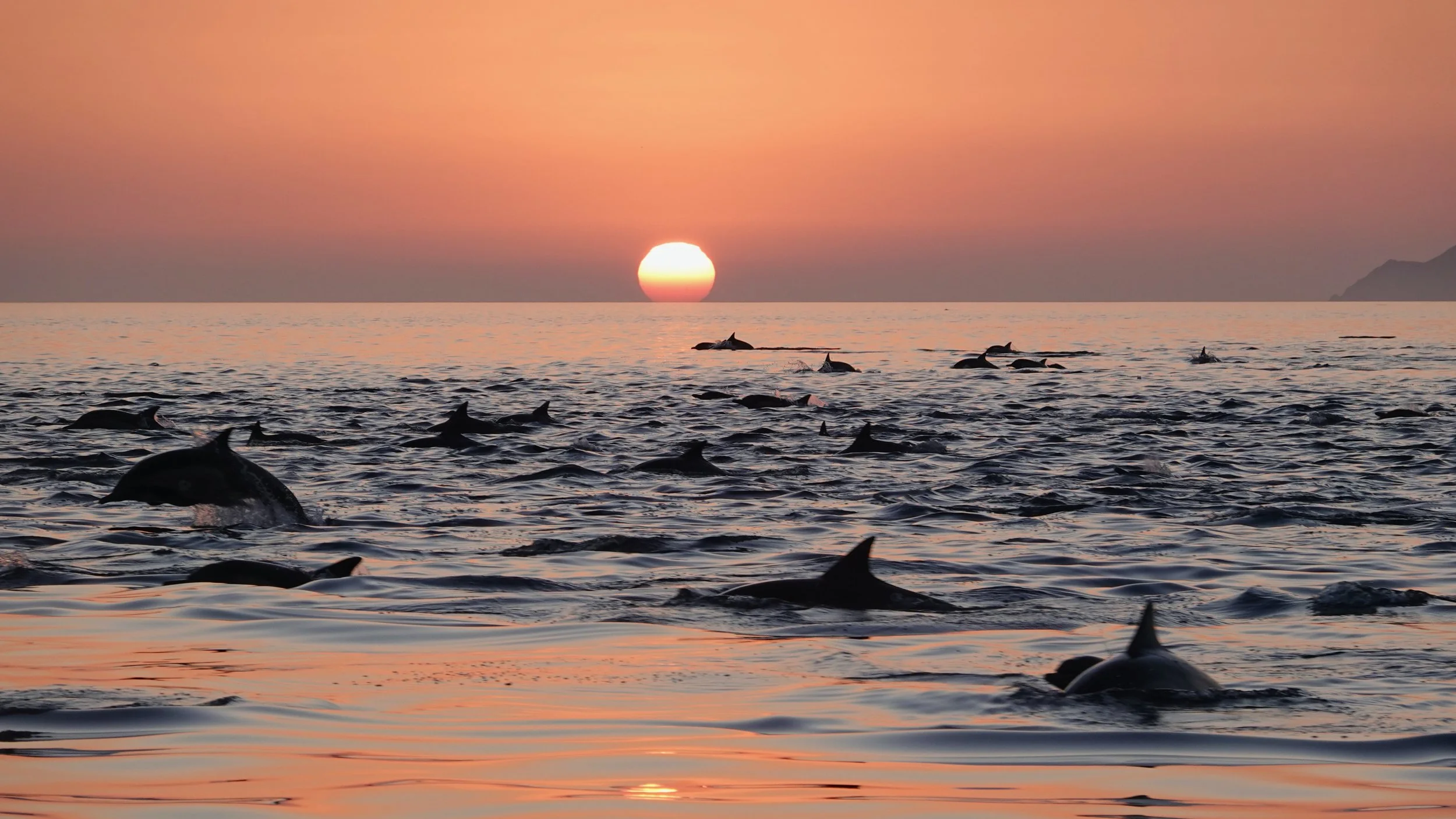 SUNRISE DOLPHIN ADVENTURE