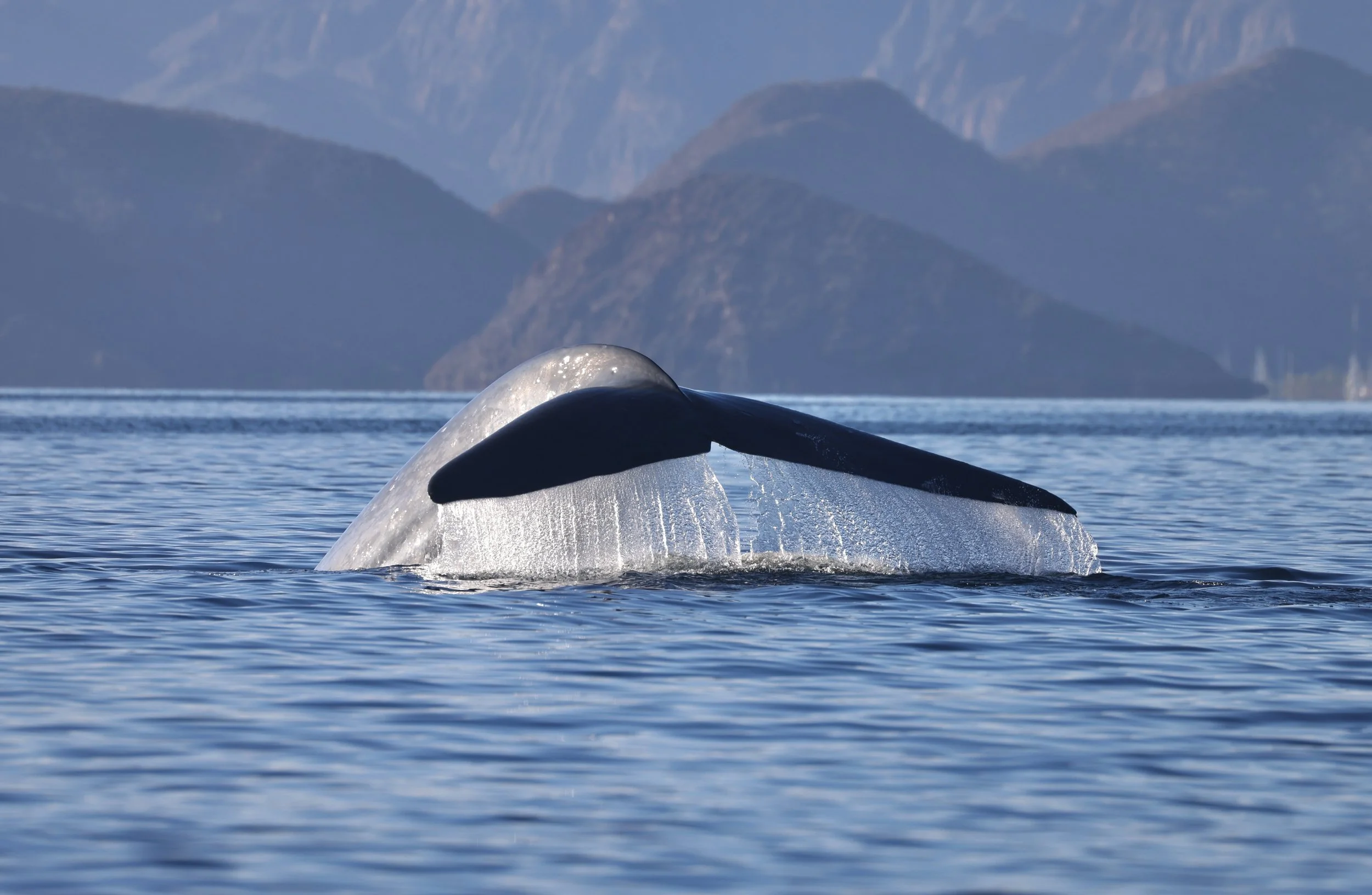 Blue-whale-watching-Loreto