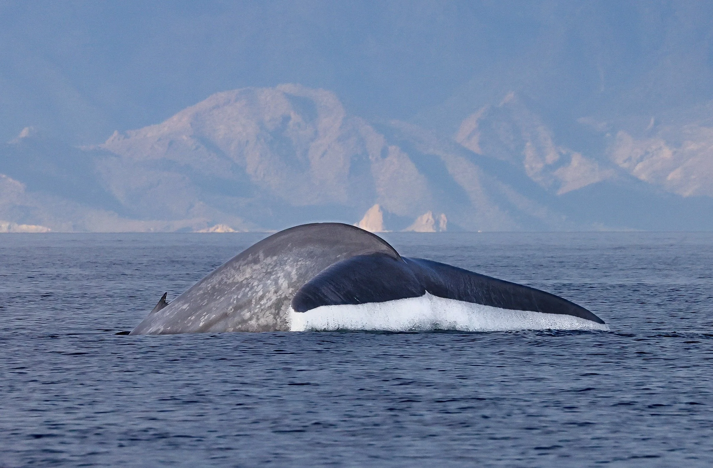 Blue whale fluke surfacing near Loreto during a Baja Adventures whale expedition by Regina Domingo