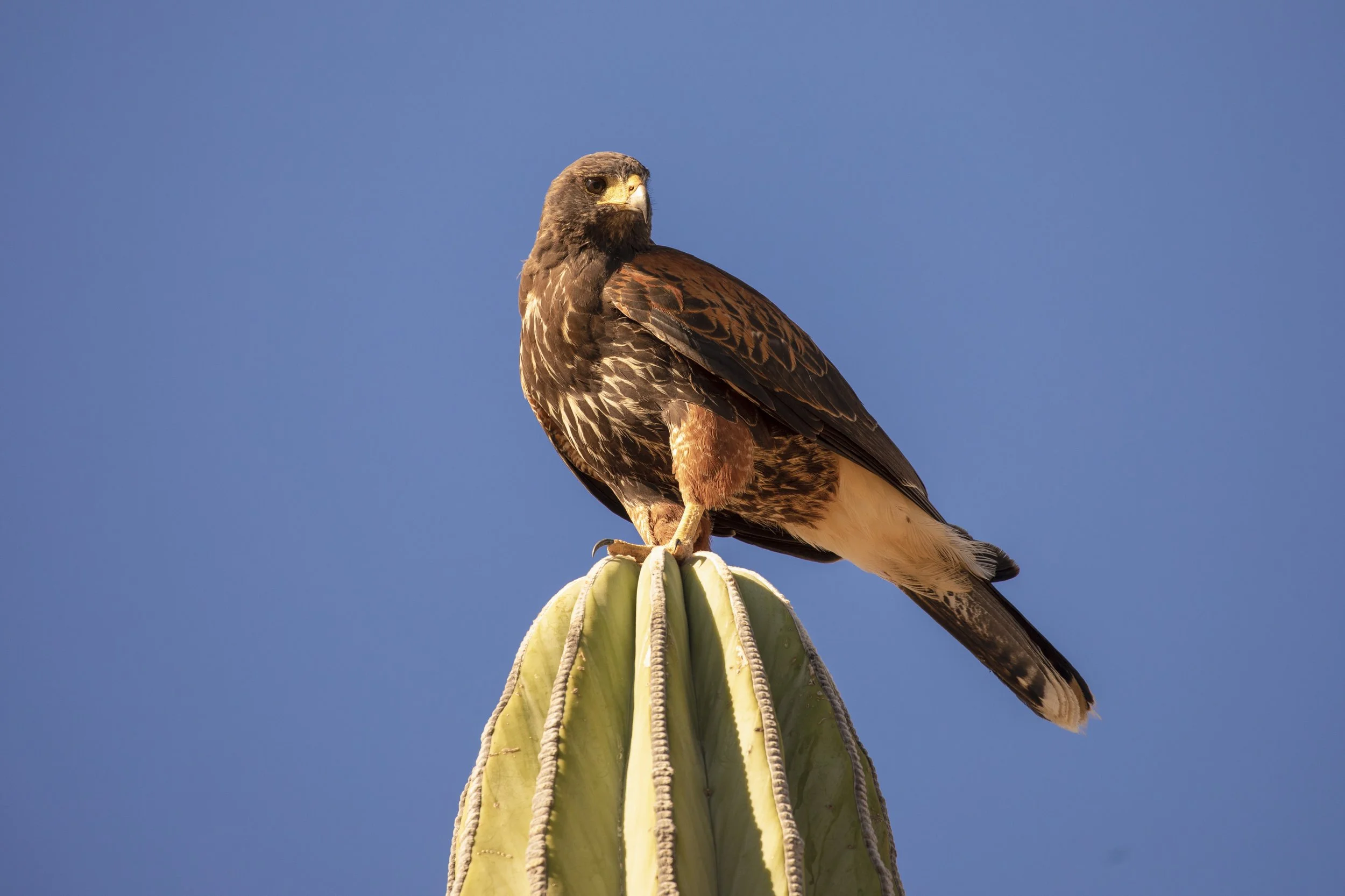 Halcón salvaje avistado durante una excursión guiada de senderismo y observación de aves por el cañón de la Sierra de la Giganta, en Loreto, Baja California del Sur, México.
